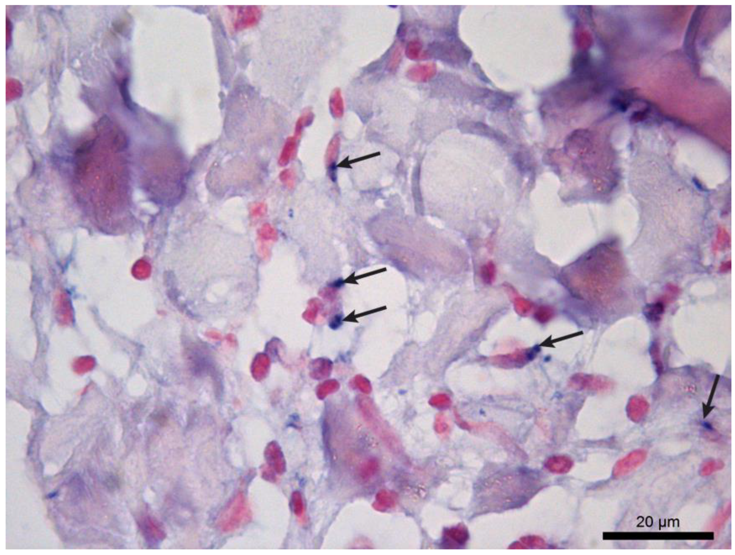 Tropicalmed 09 00091 g001