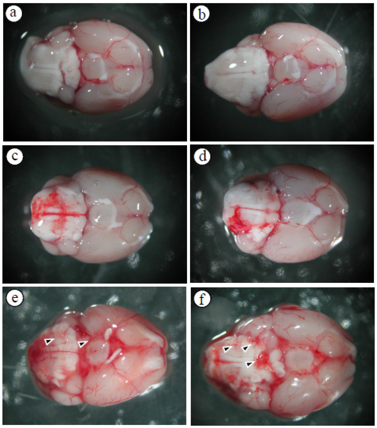 Tropicalmed 09 00124 g001