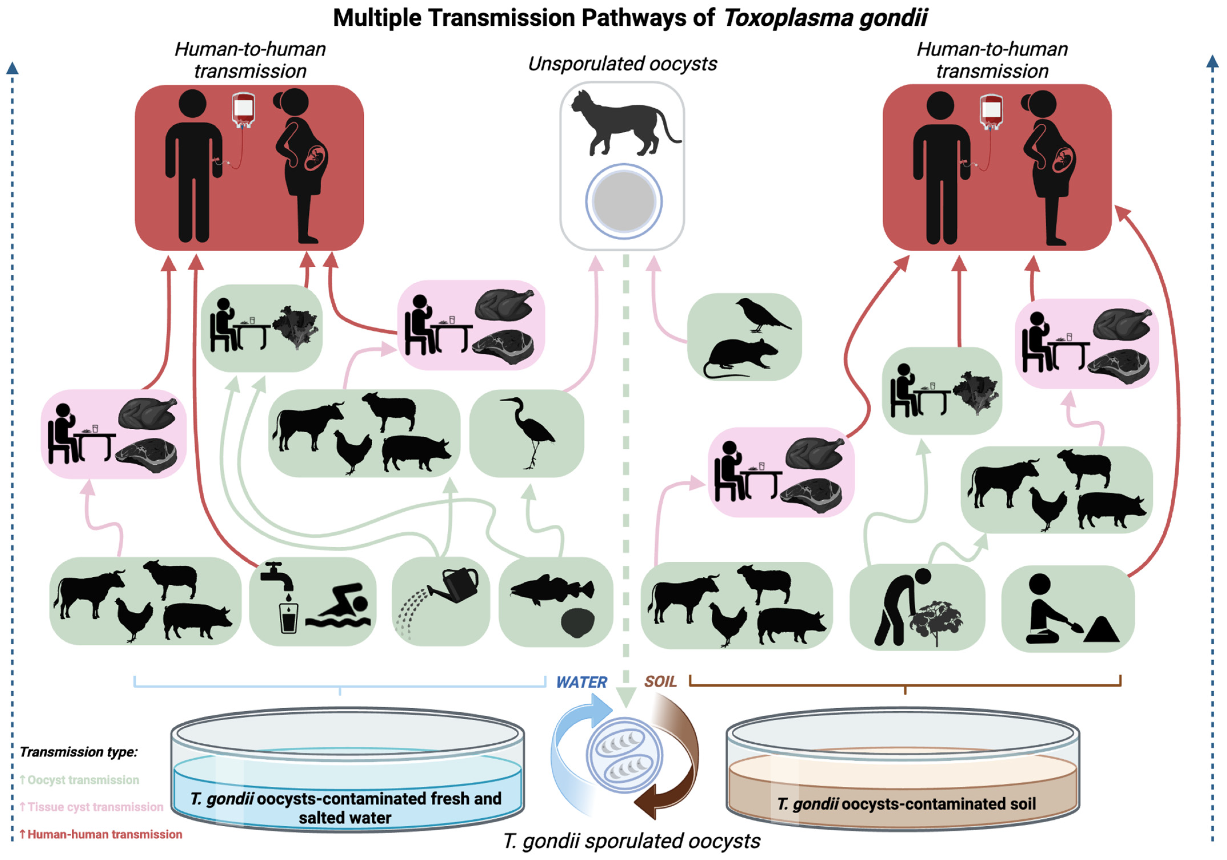 Tropicalmed 09 00137 g003 Tropicalmed 09 00137 g003