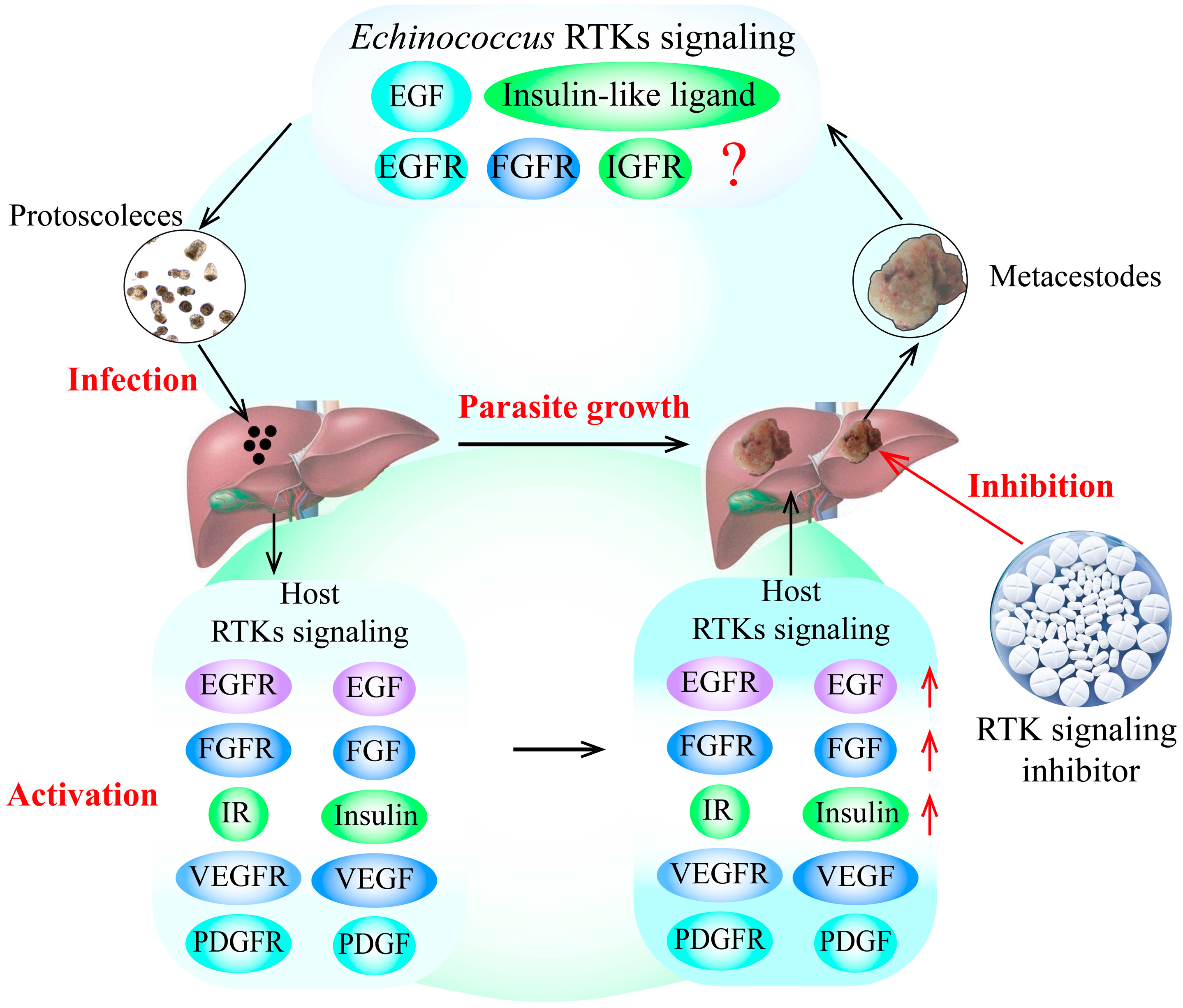 Tropicalmed 09 00175 g001
