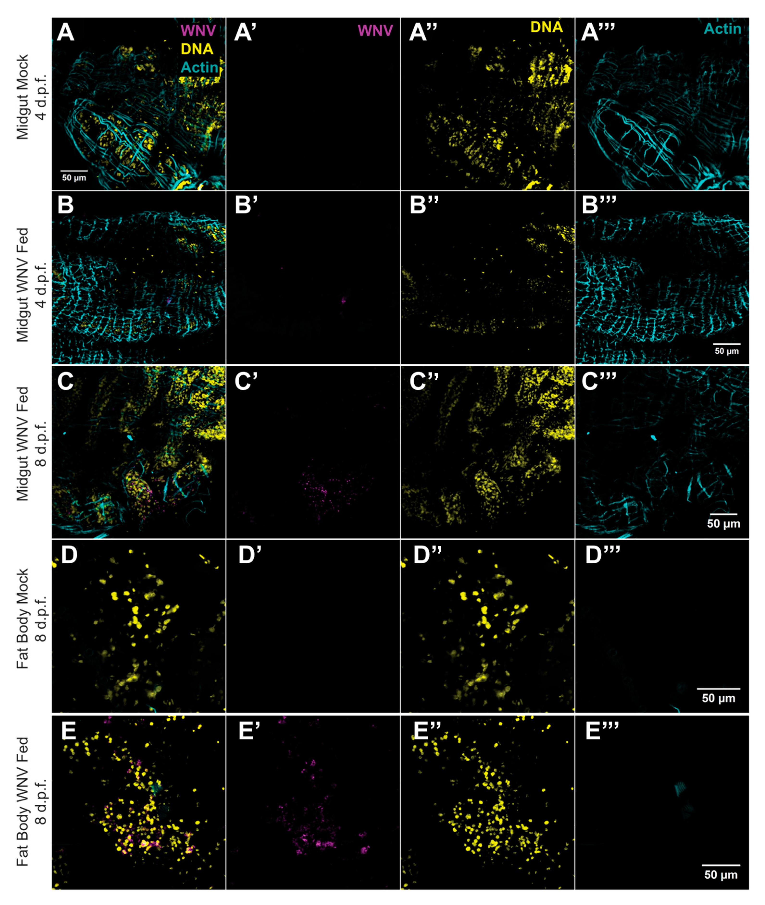 Tropicalmed 09 00201 g004