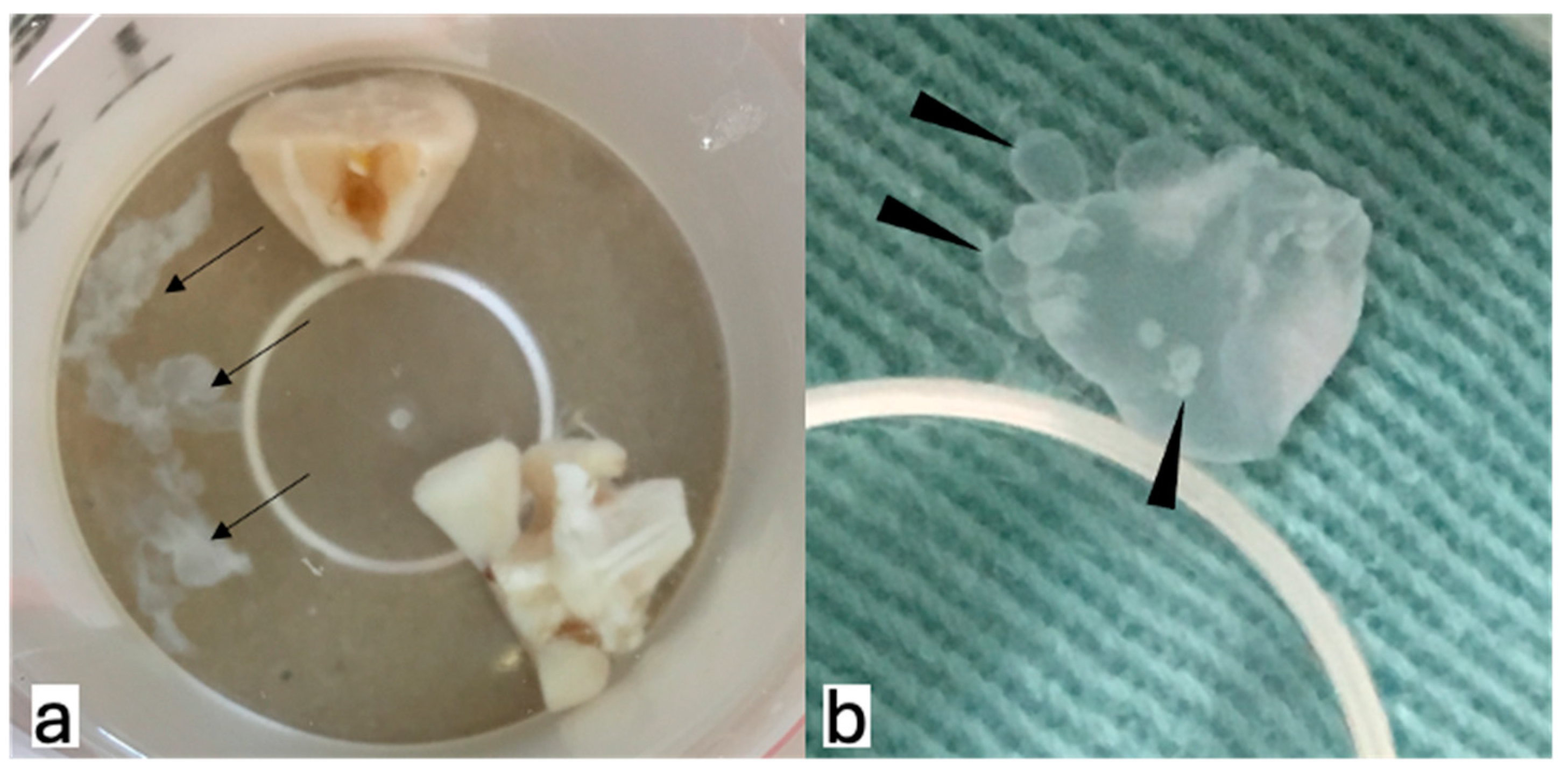 Tropicalmed 09 00215 g002