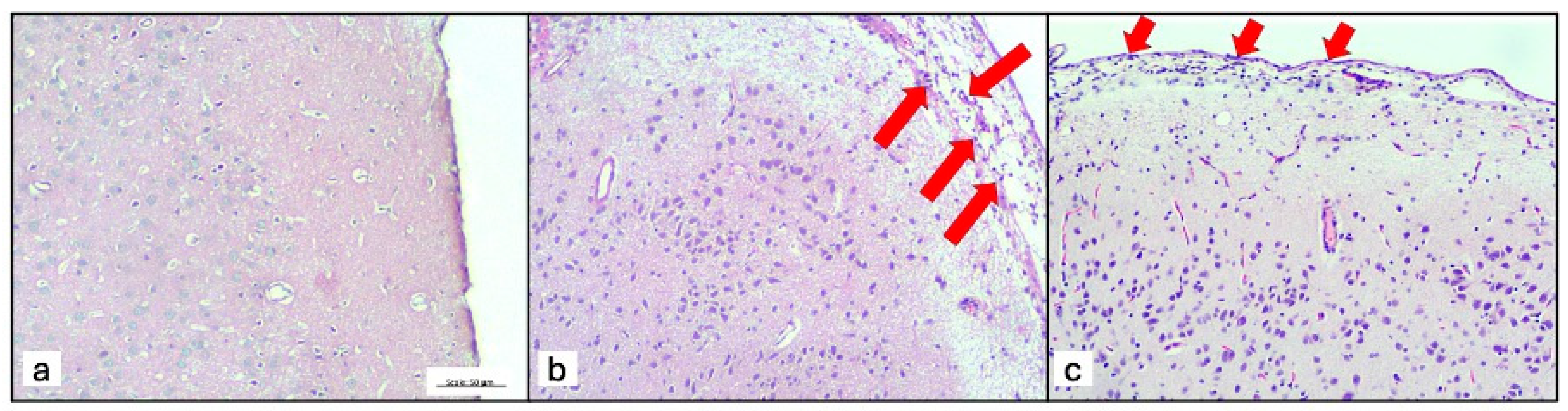 Tropicalmed 09 00215 g005
