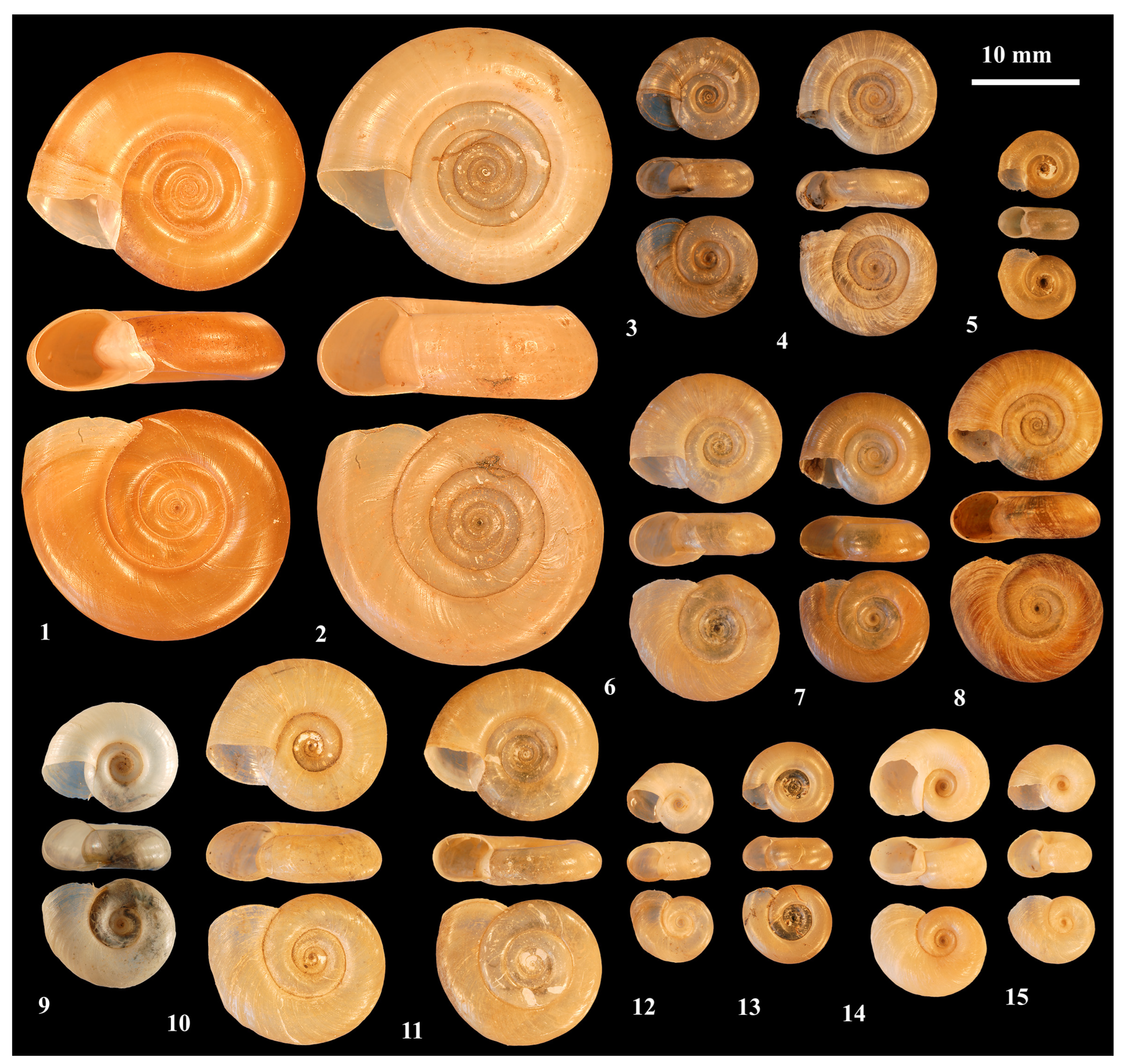 Tropicalmed 09 00222 g001 Tropicalmed 09 00222 g001