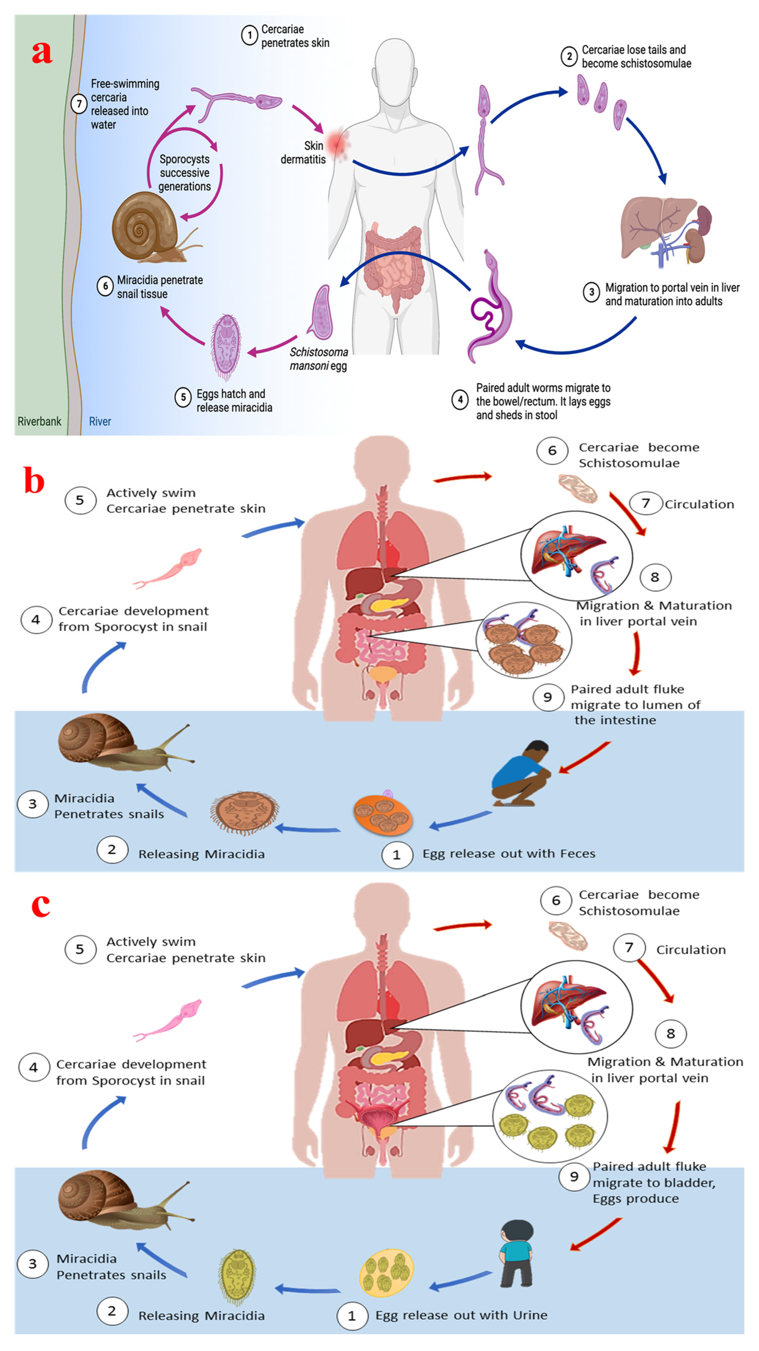 A Recent Advance in the Diagnosis, Treatment, and Vaccine 