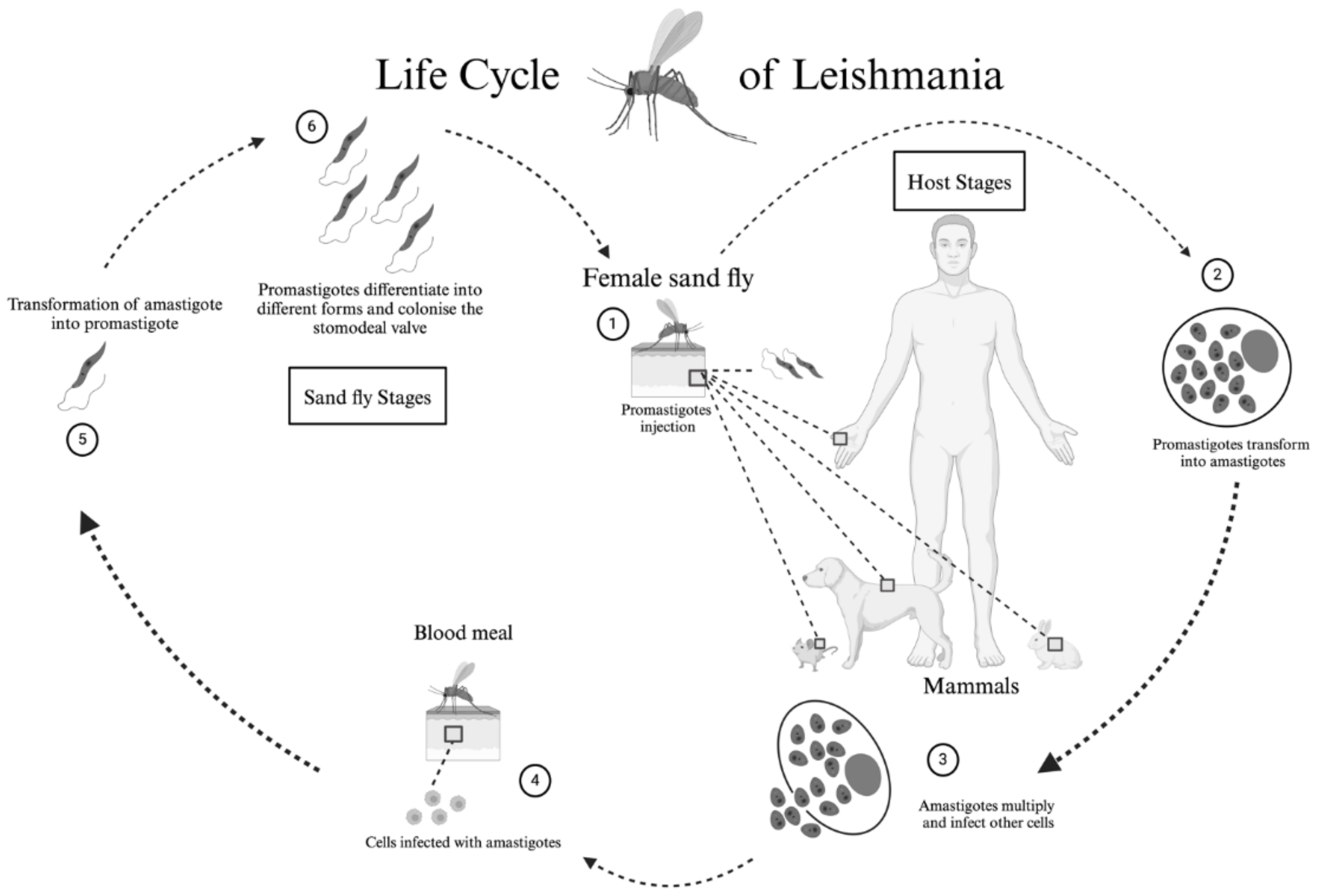 Tropicalmed 09 00258 g001