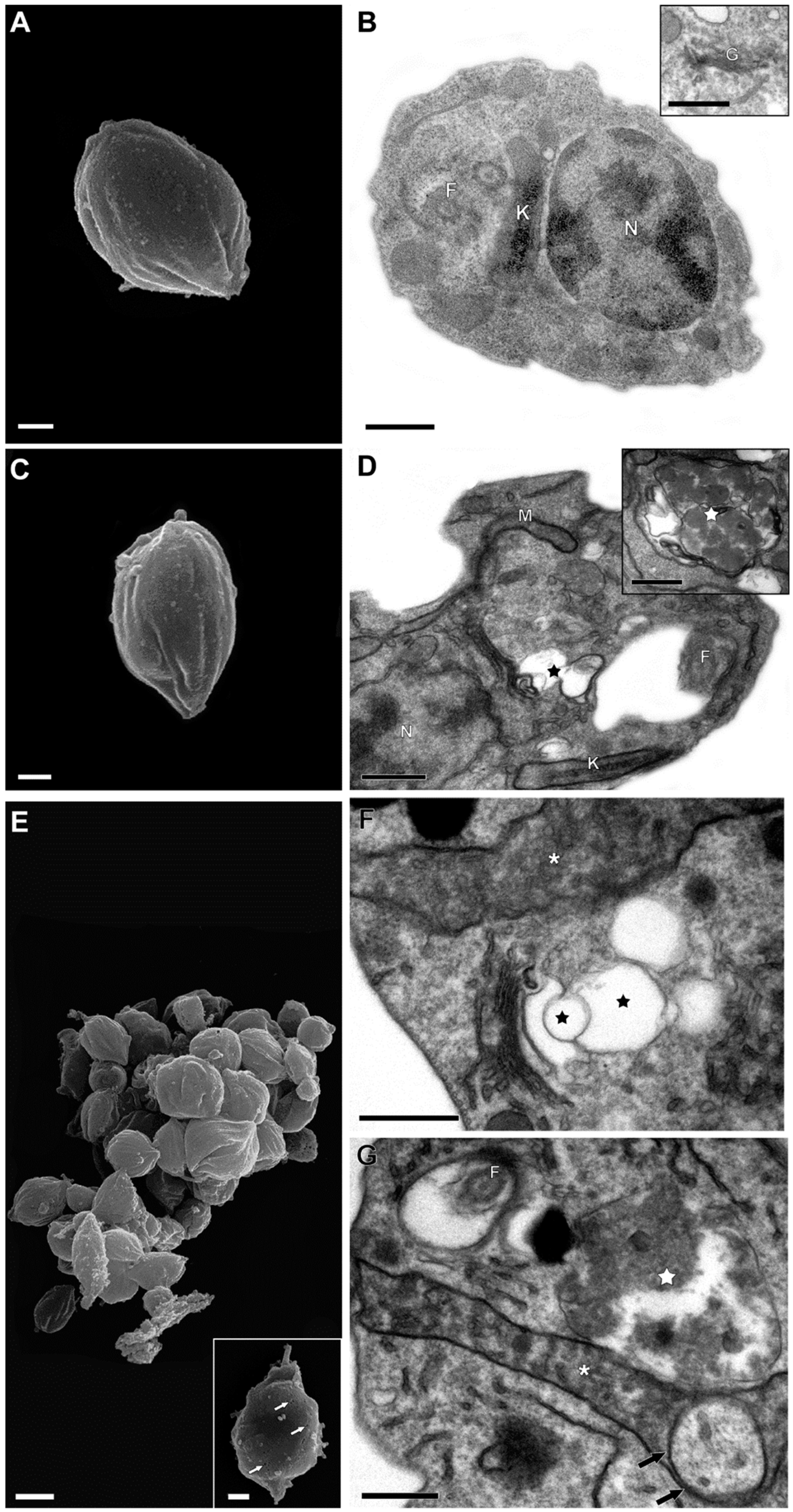 Tropicalmed 09 00259 g003