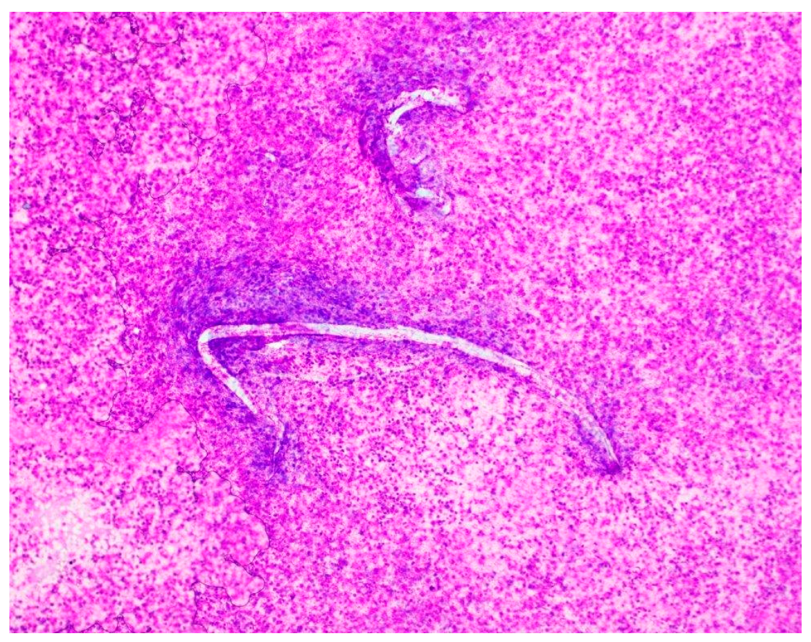 Tropicalmed 10 00143 g001