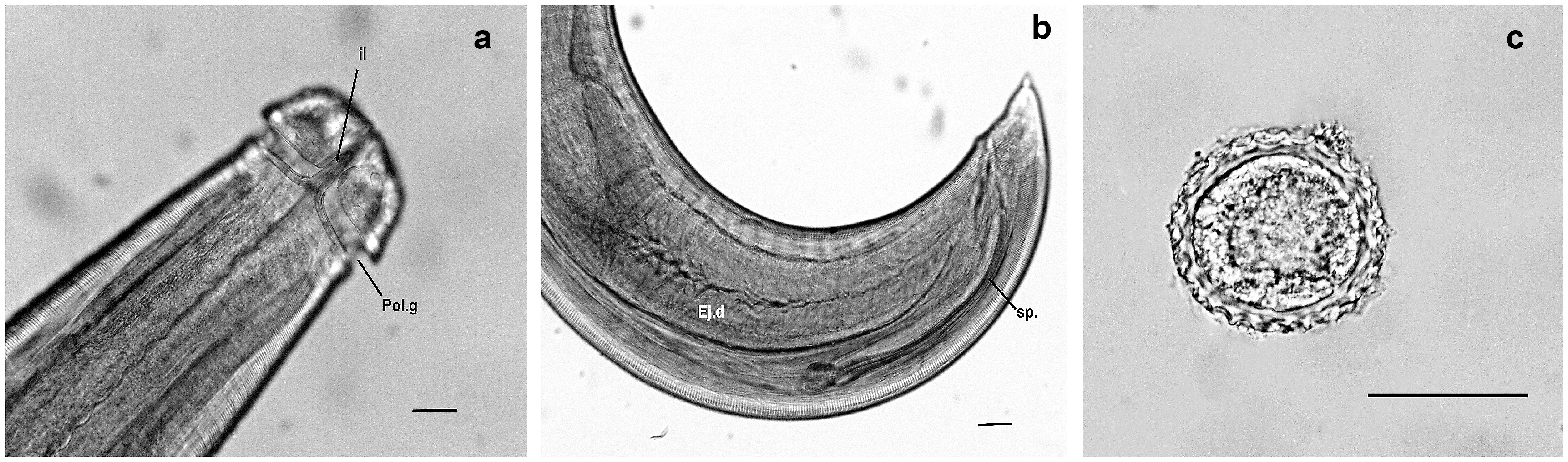 Tropicalmed 10 00177 g001