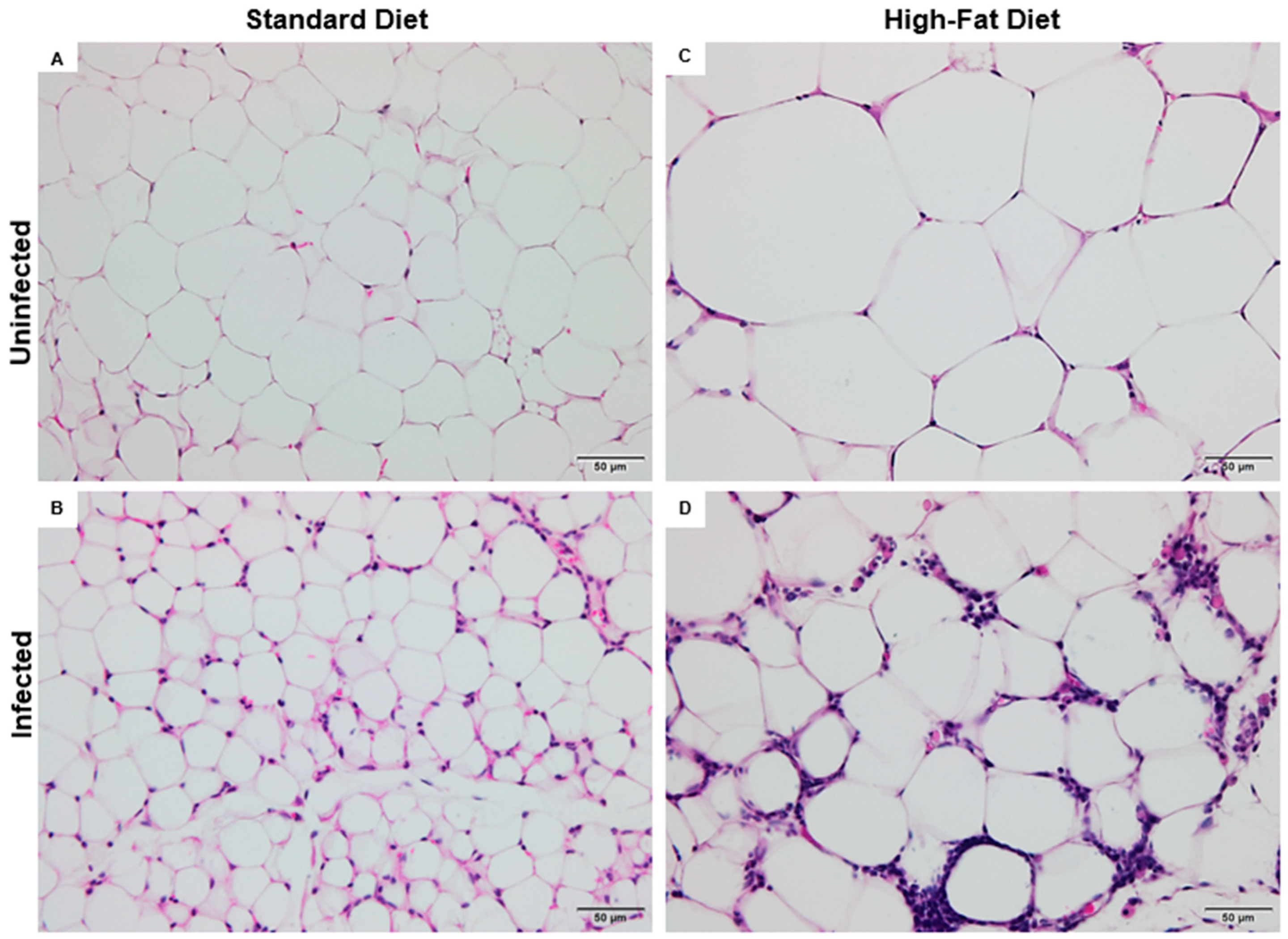 Tropicalmed 10 00217 g004