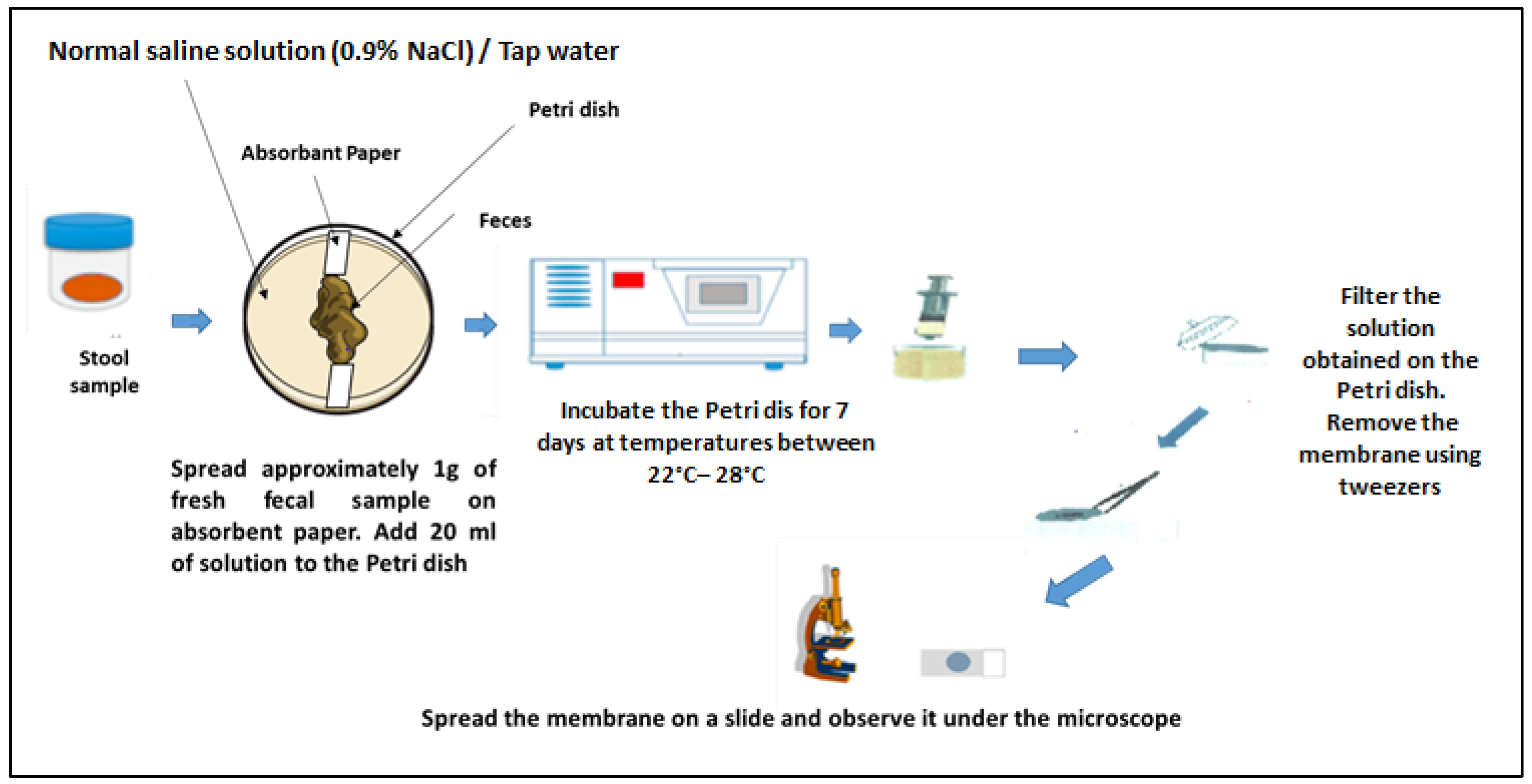 Tropicalmed 10 00218 g002