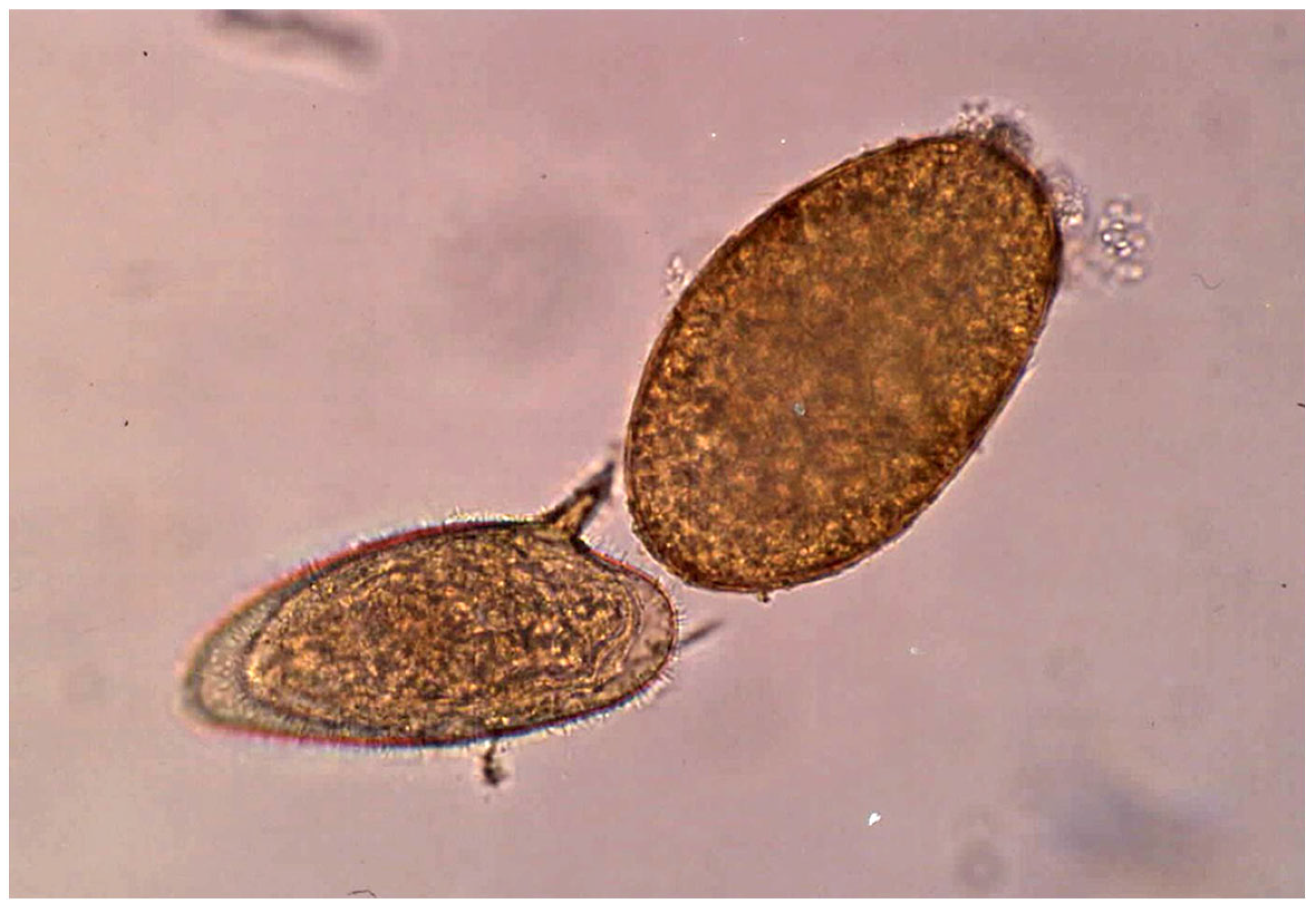 Tropicalmed 10 00224 g002 Tropicalmed 10 00224 g002