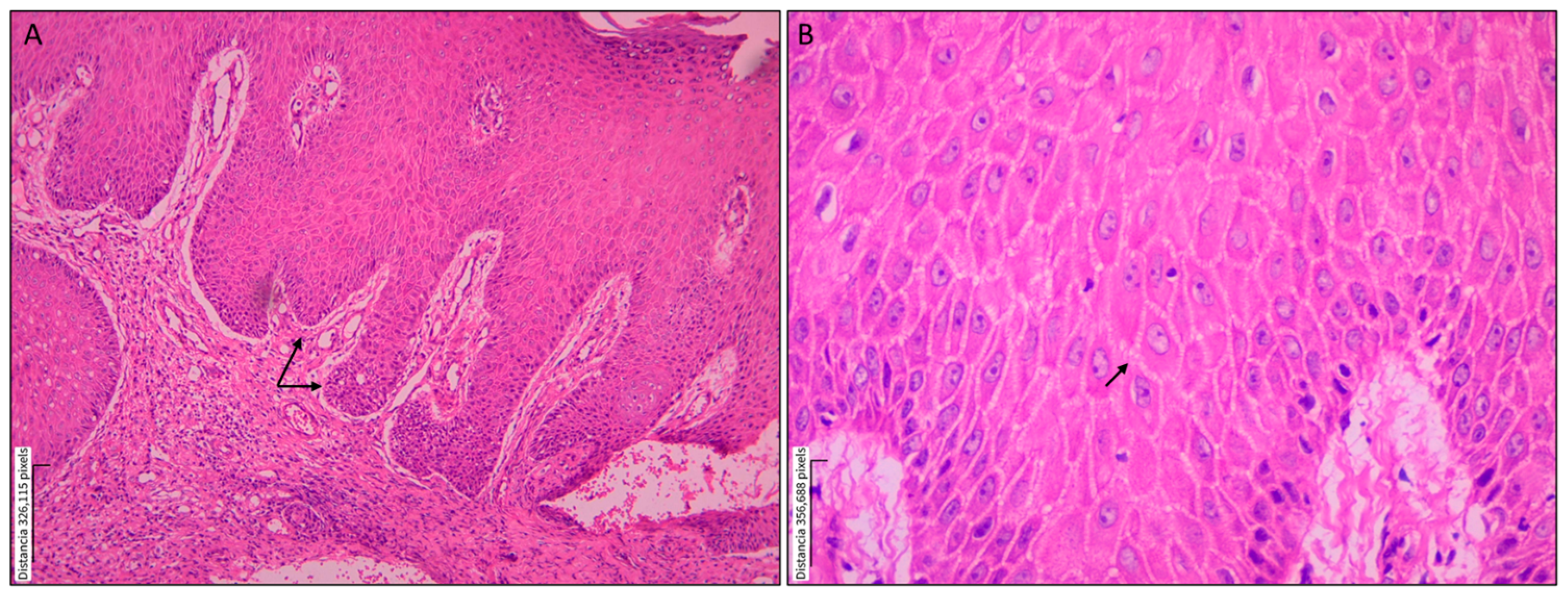 Tropicalmed 10 00232 g001 Tropicalmed 10 00232 g001