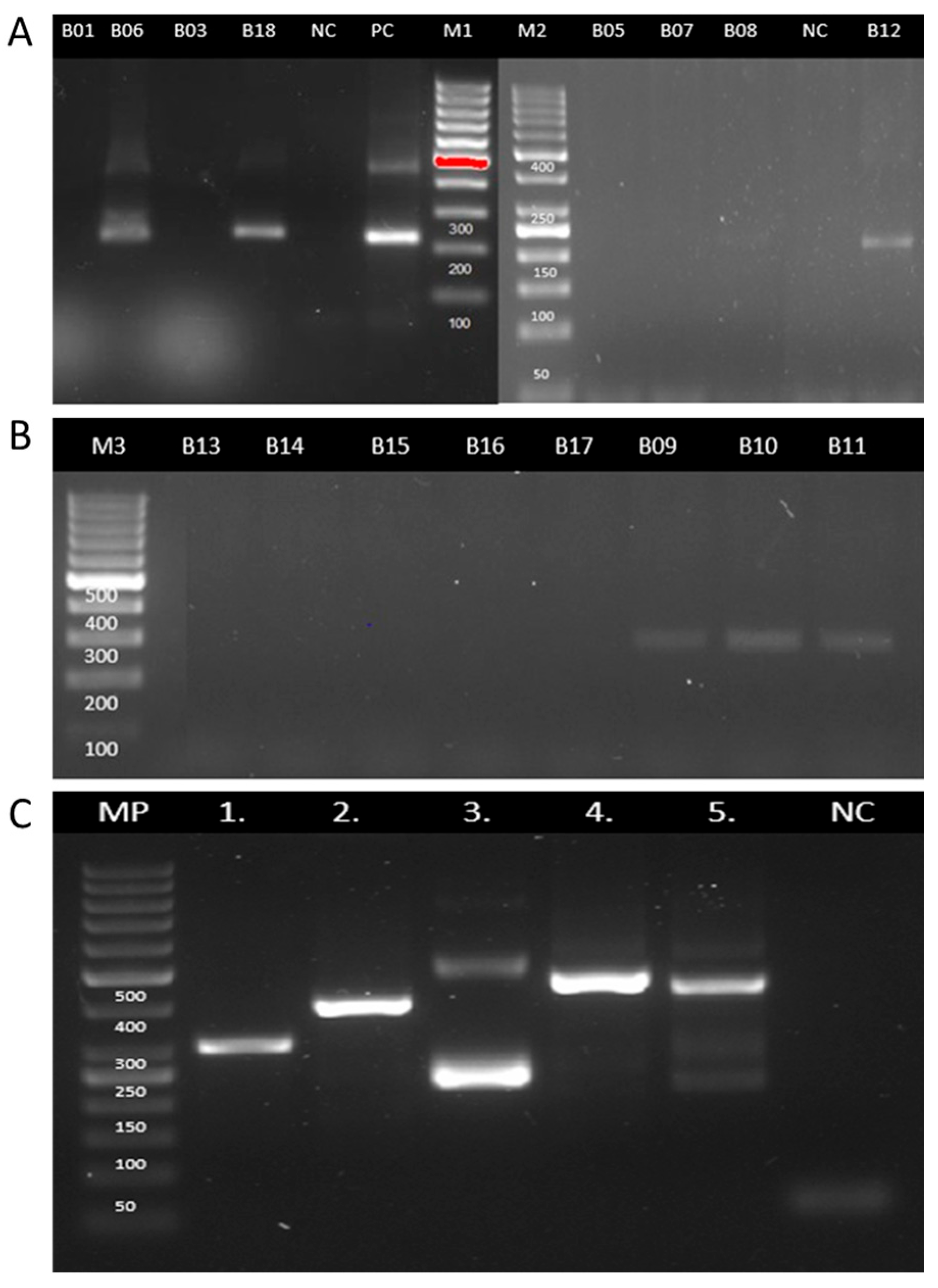 Tropicalmed 10 00232 g004 Tropicalmed 10 00232 g004