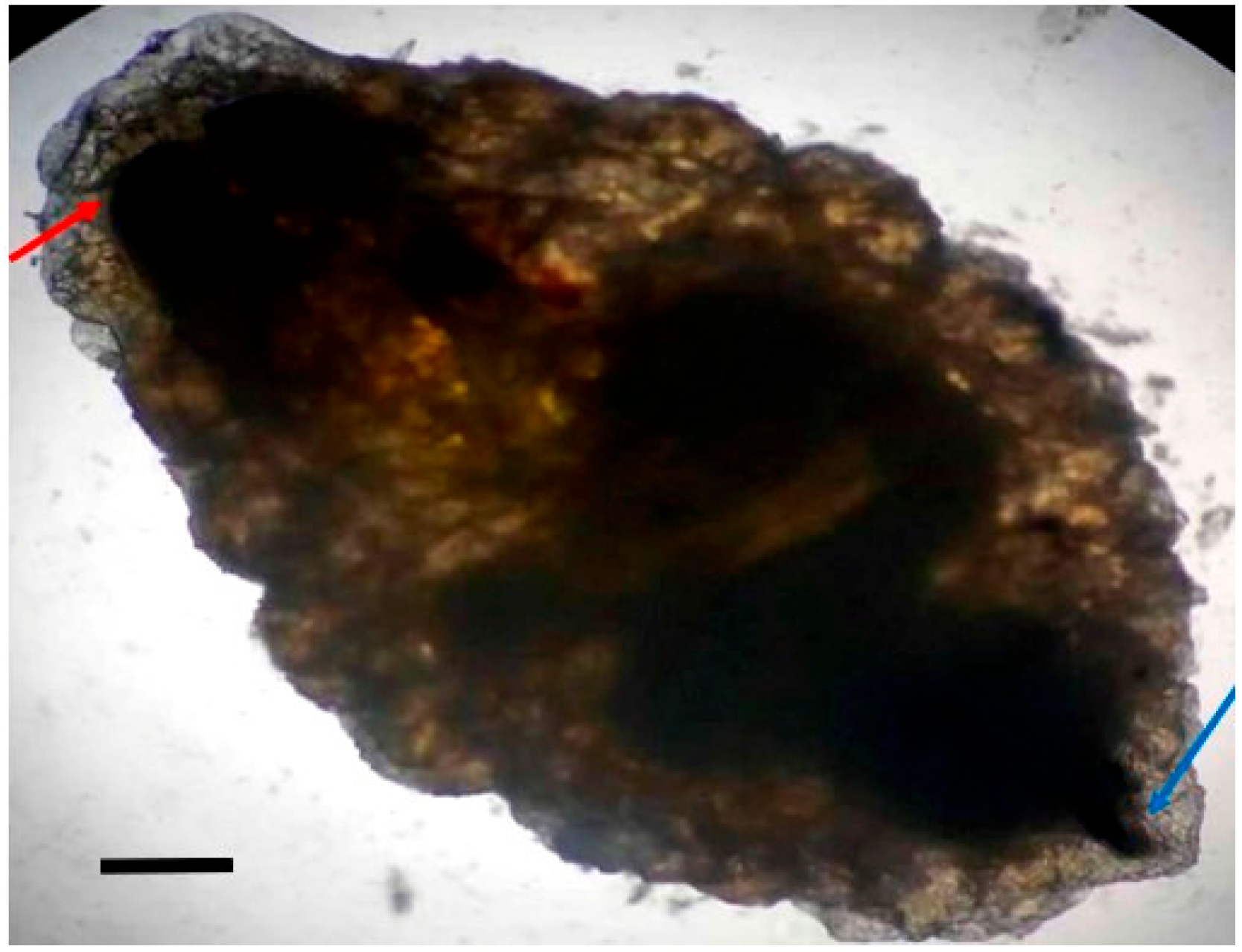 Tropicalmed 10 00257 g001