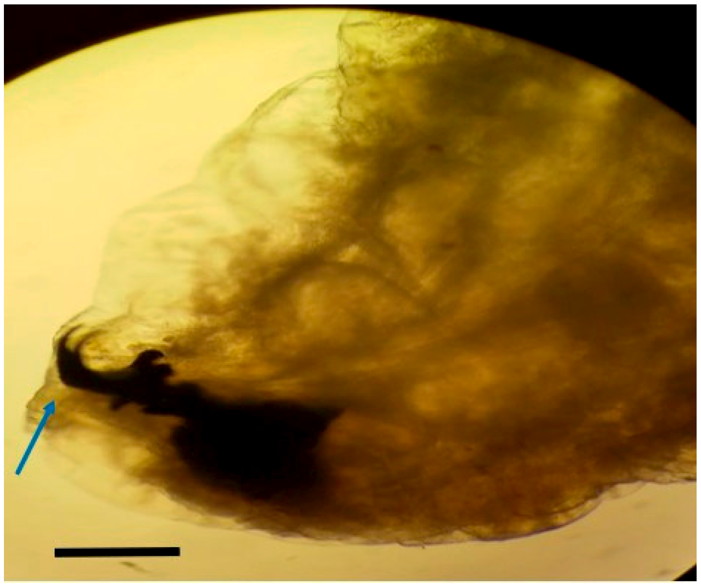 Tropicalmed 10 00257 g004