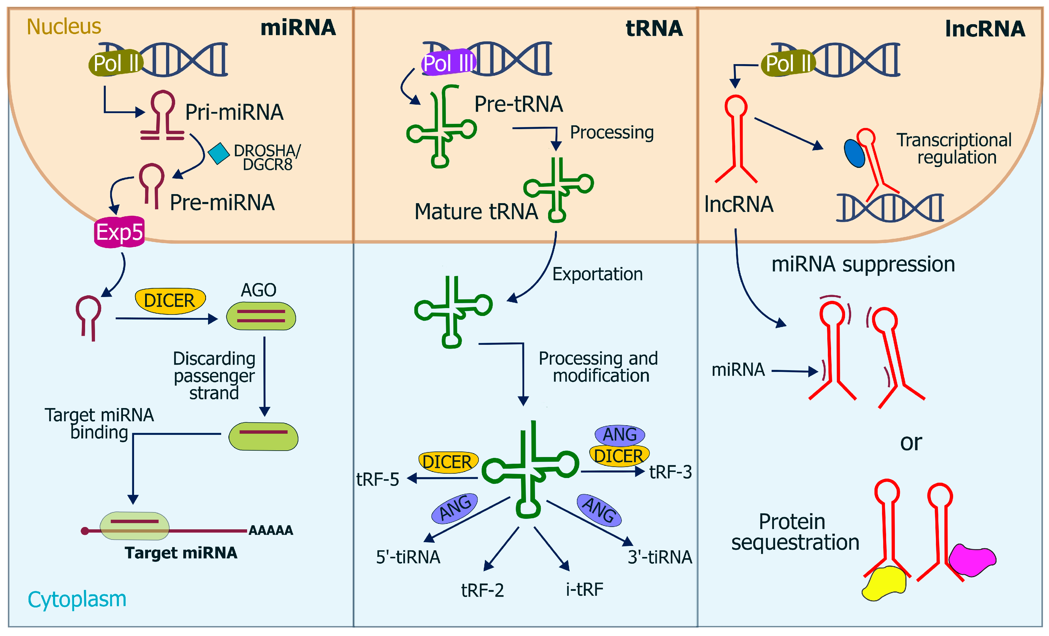 Tropicalmed 10 00319 g001