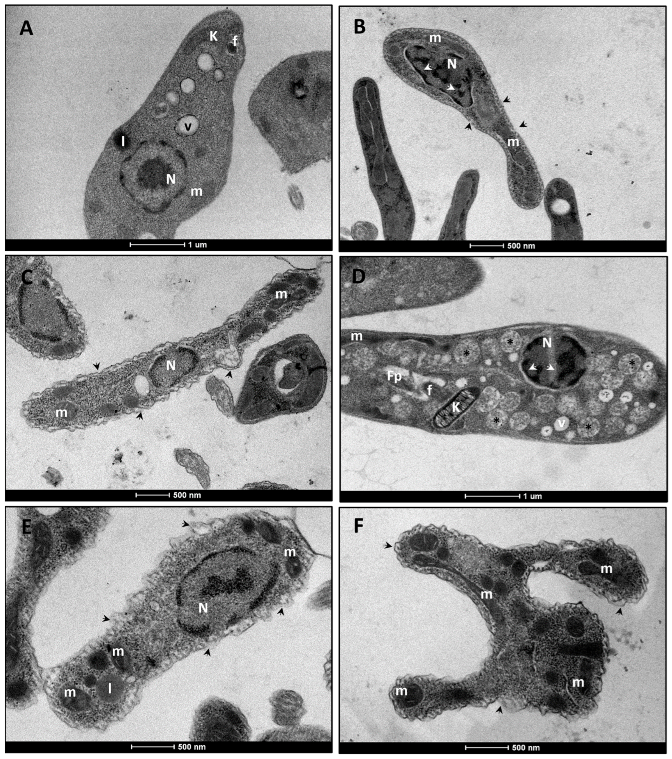 Tropicalmed 10 00325 g002
