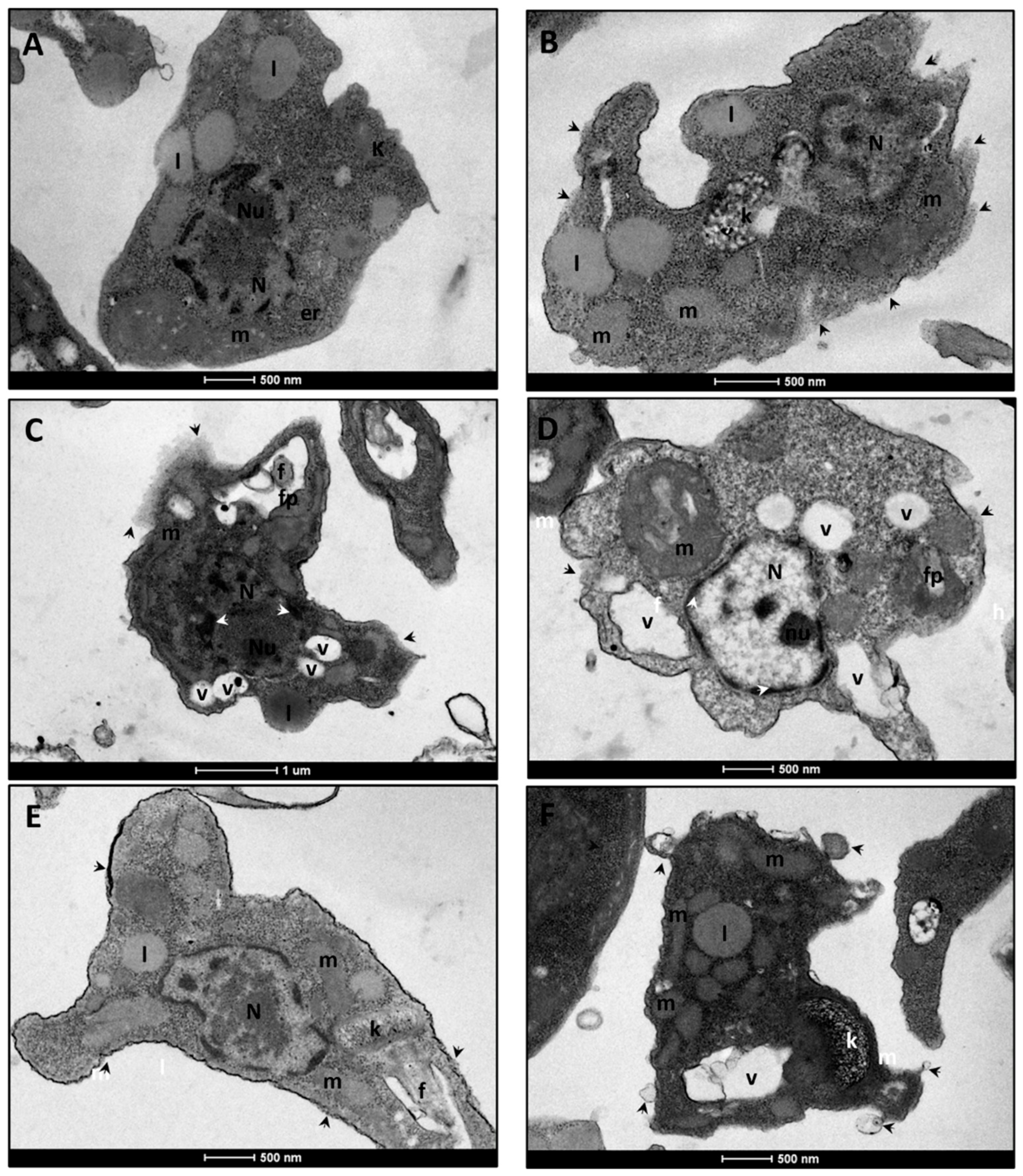 Tropicalmed 10 00325 g004