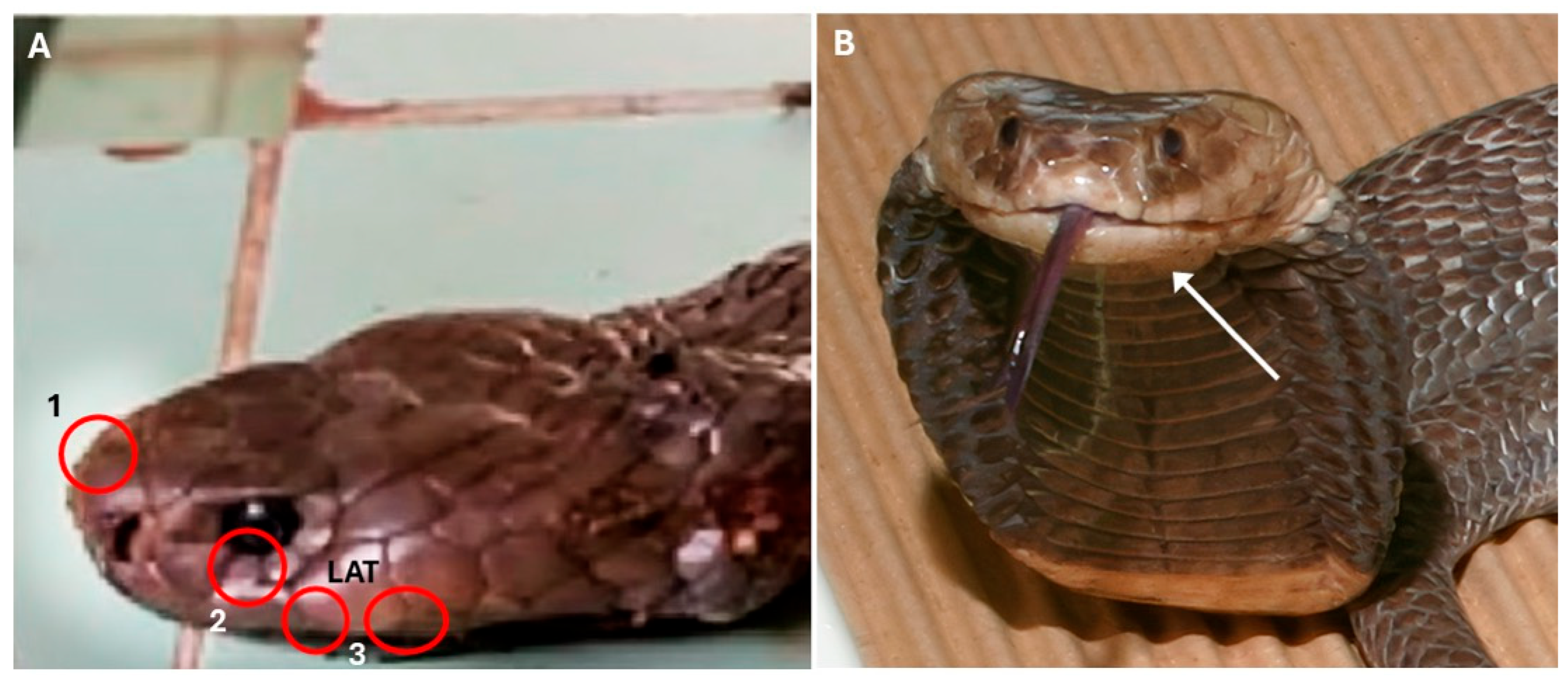 Tropicalmed 11 00031 g001