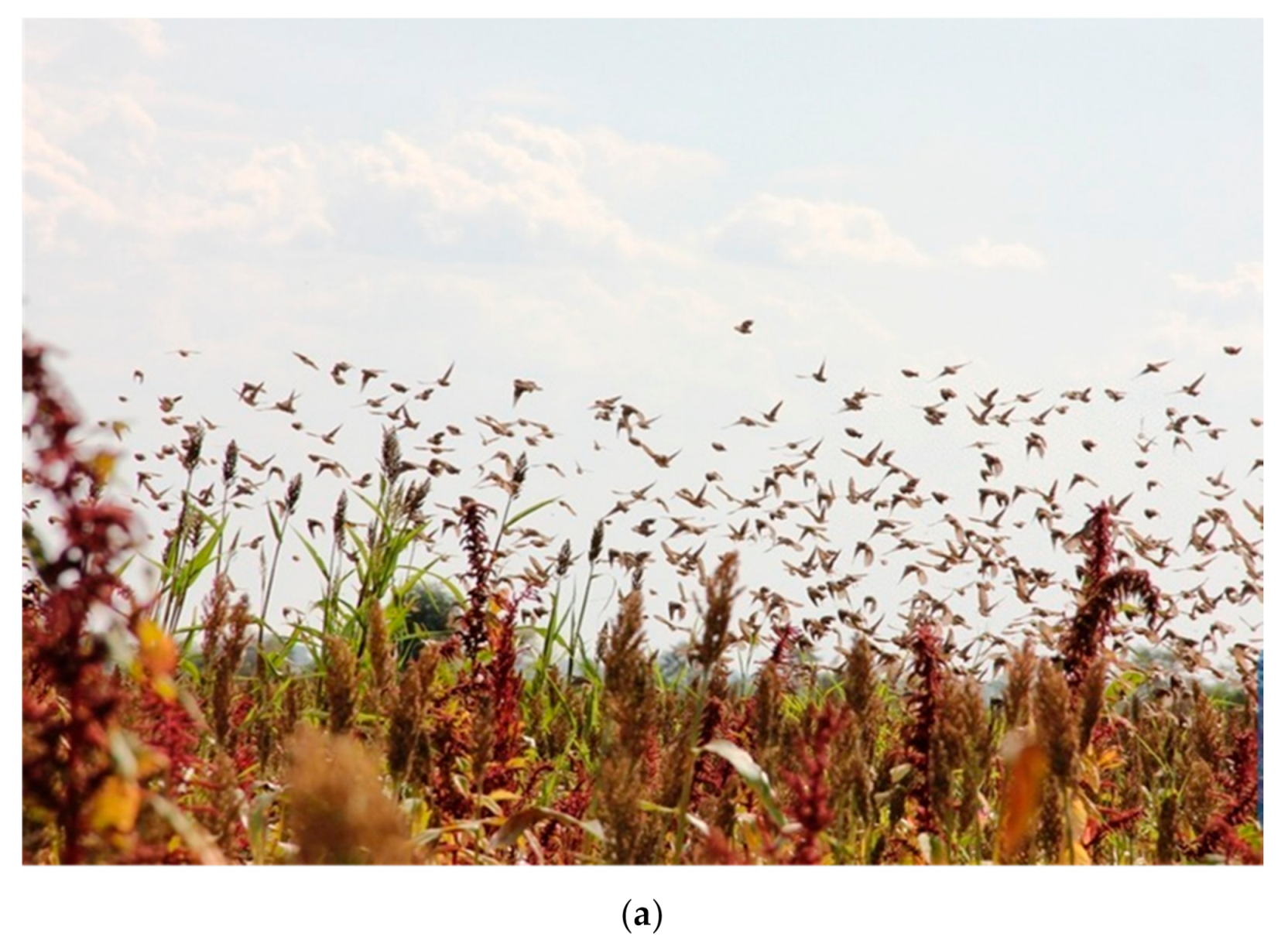 Urbansci 05 00008 g005a