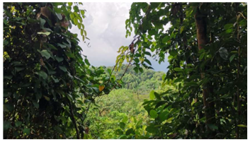 Urbansci 07 00092 i010