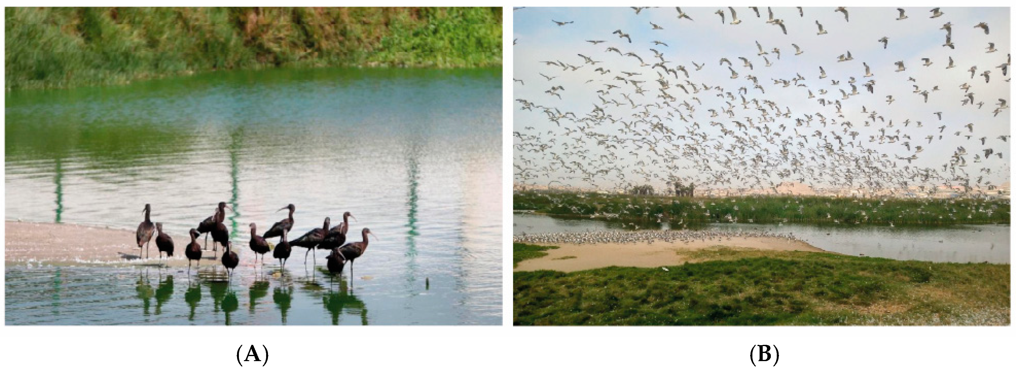 Urbansci 08 00156 g002