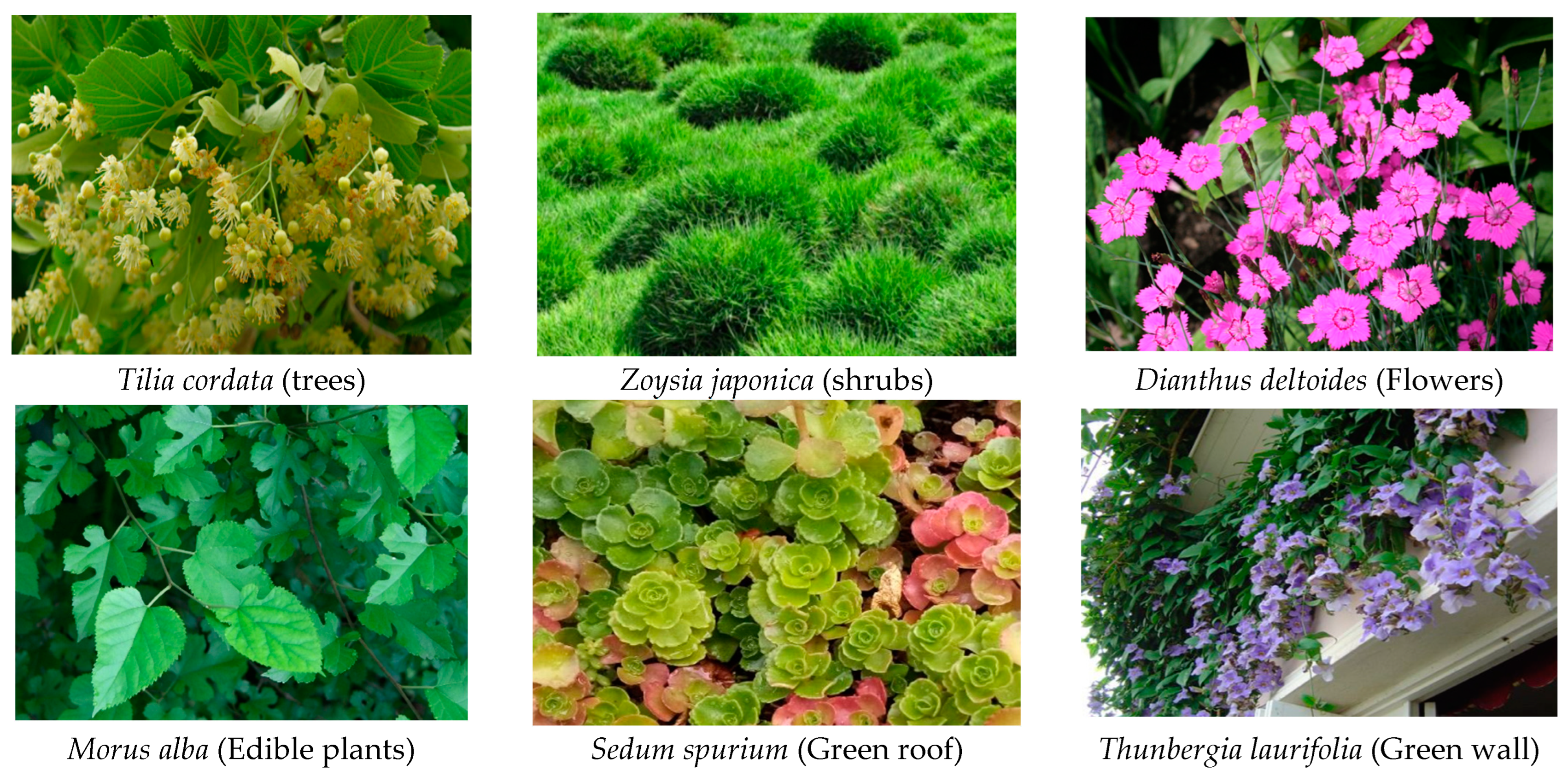 Urbansci 08 00235 g005 Urbansci 08 00235 g005