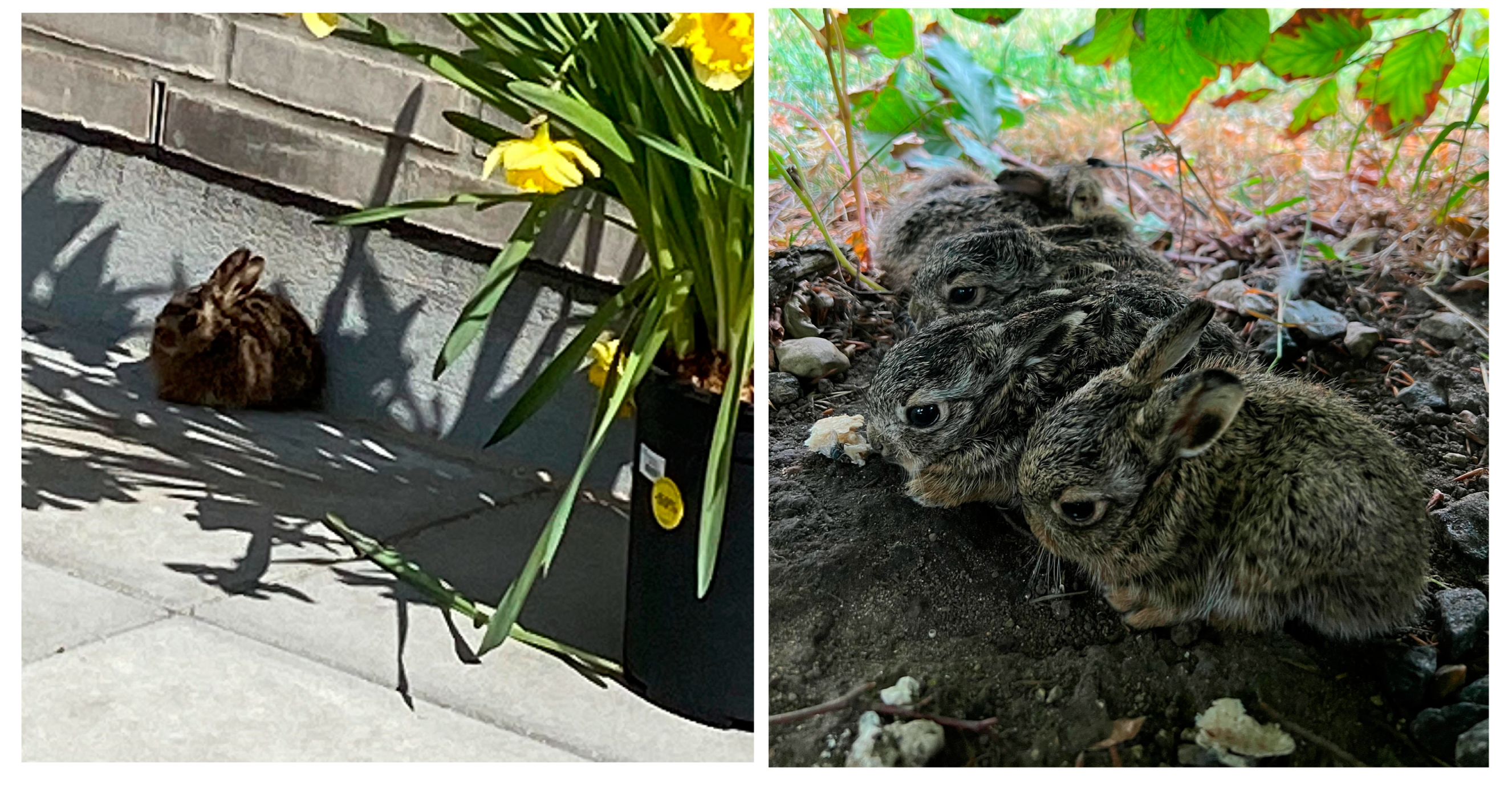 Urbansci 09 00027 g0a1