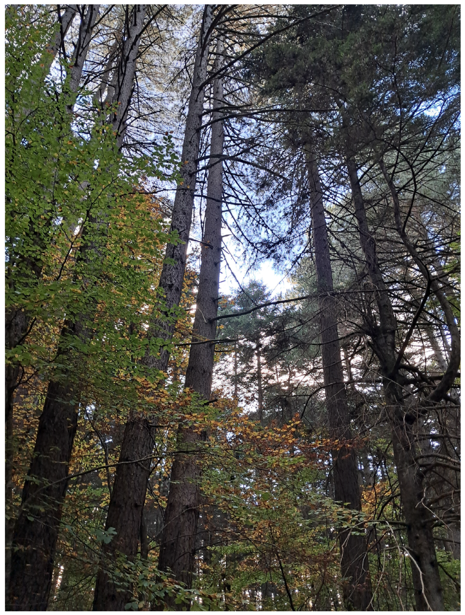 Urbansci 09 00066 g003