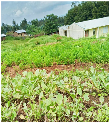 Urbansci 09 00194 i009