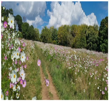 Urbansci 09 00194 i012