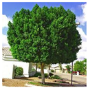 Urbansci 09 00416 i003