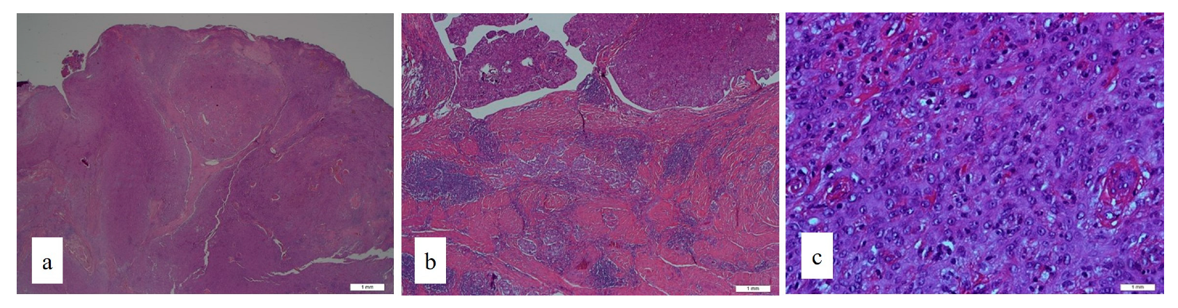 Uro 02 00031 g002 Uro 02 00031 g002