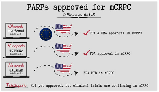 PARP Inhibitors in the Management of BRCA-Positive Prostate Cancer: An ...