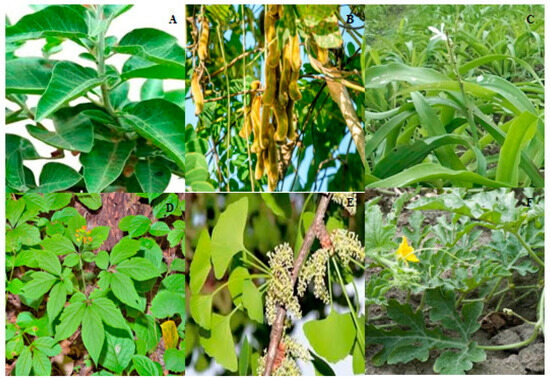 A Review on Risk Factors, Diagnostic Innovations, and Plant Based ...