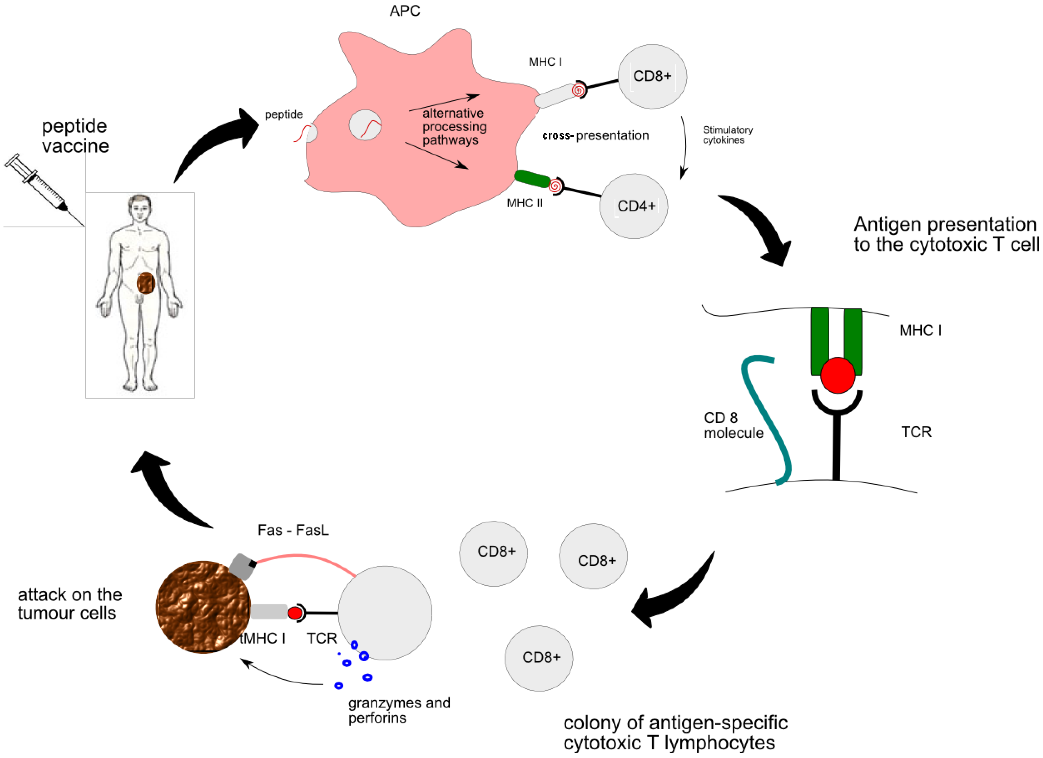 Vaccines | Free Full-Text | Peptide Vaccine Therapy in Colorectal