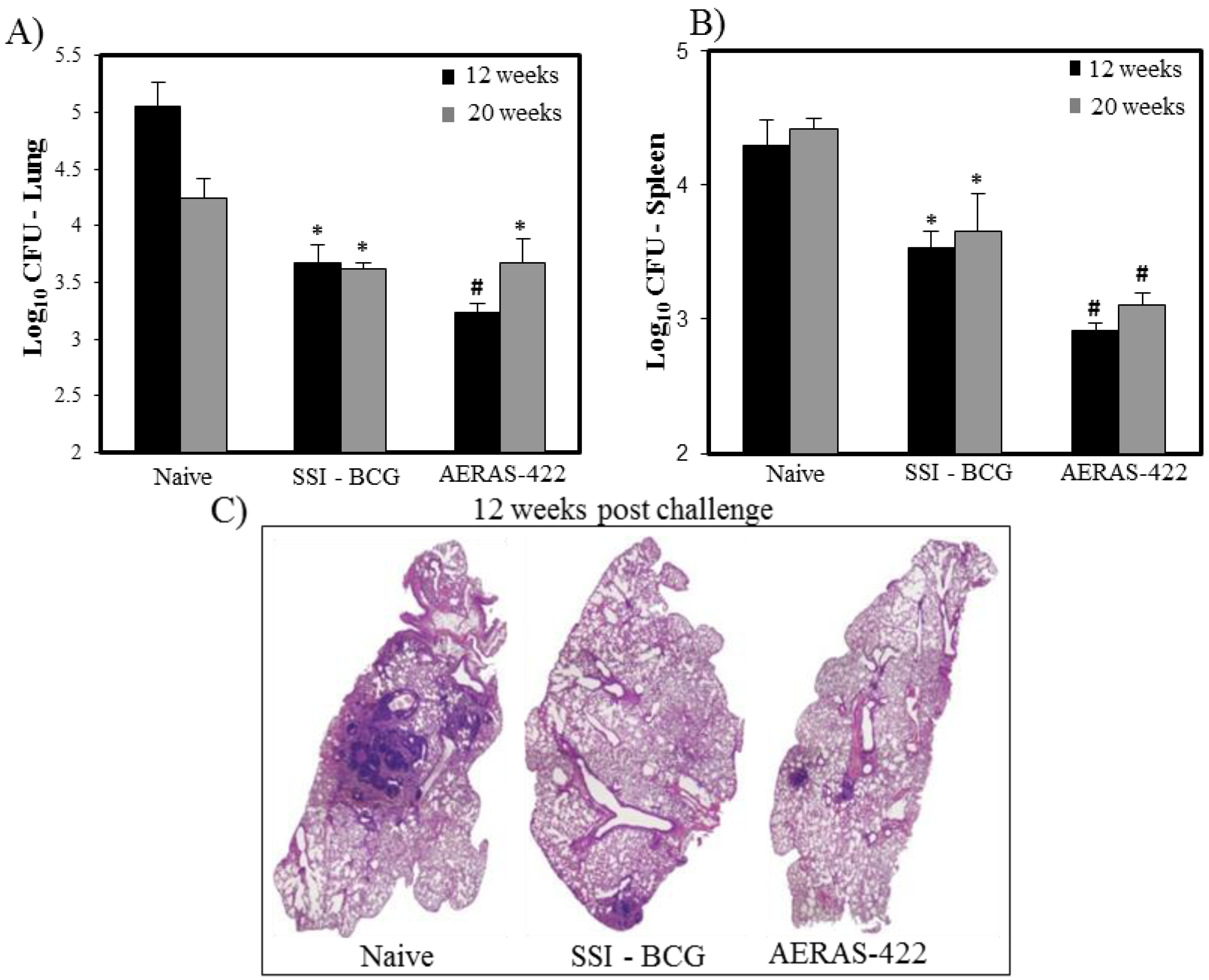 Vaccines Free Full-Text Nonclinical Development of BCG