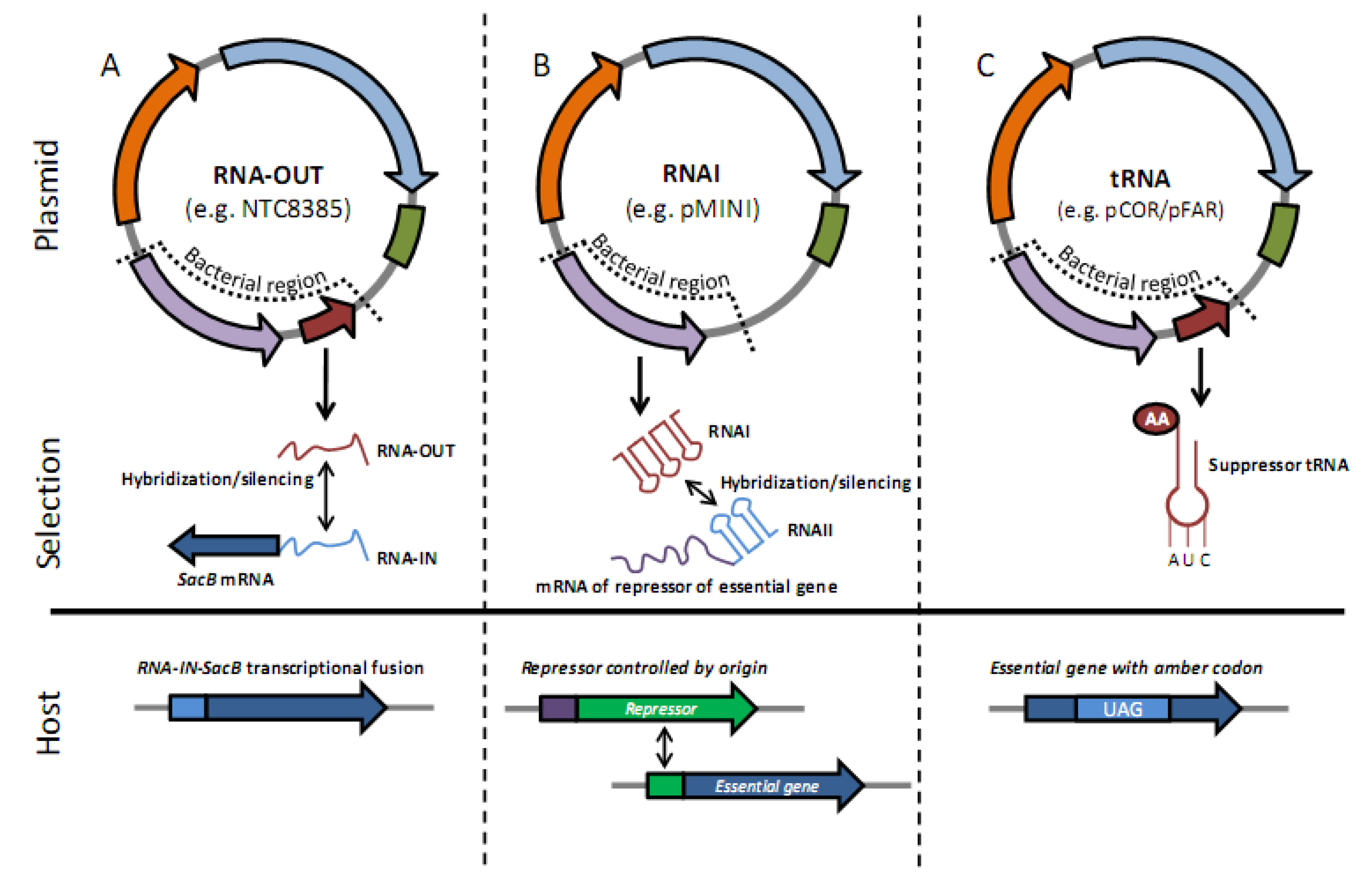 Vaccines | Free Full-Text | Vector Design for Improved DNA ... gene vs dna vs rna diagram 