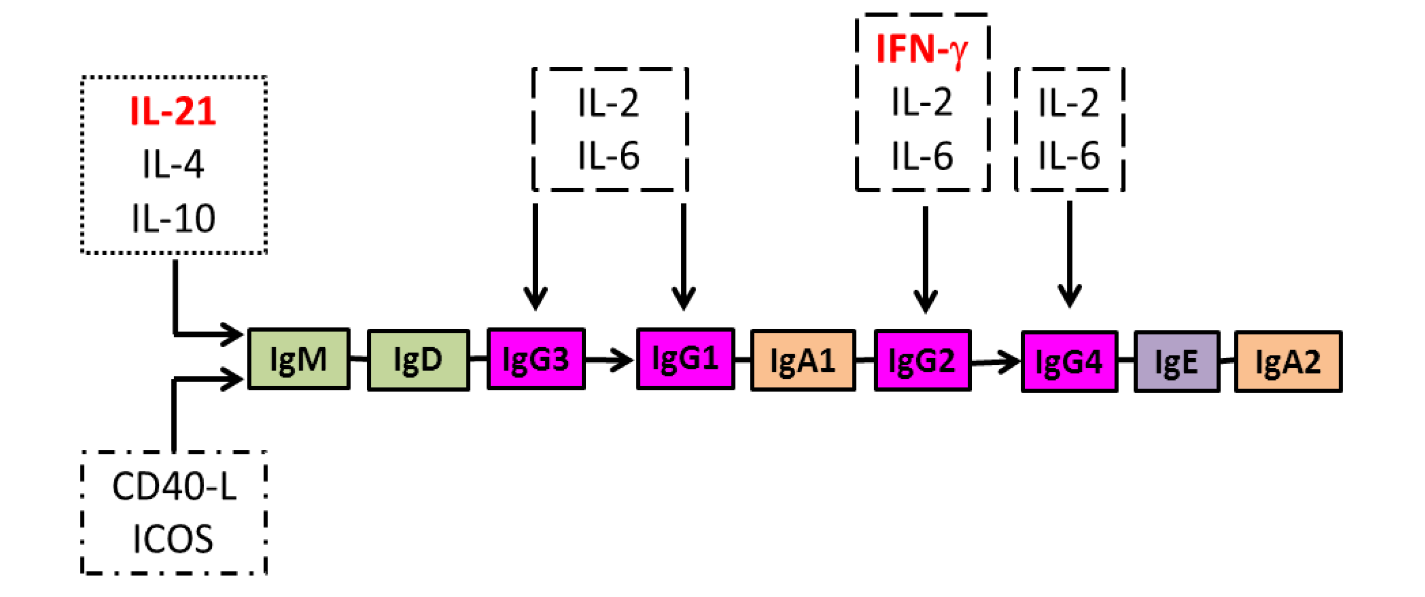Vaccines Free FullText Isotype Diversification of IgG Antibodies