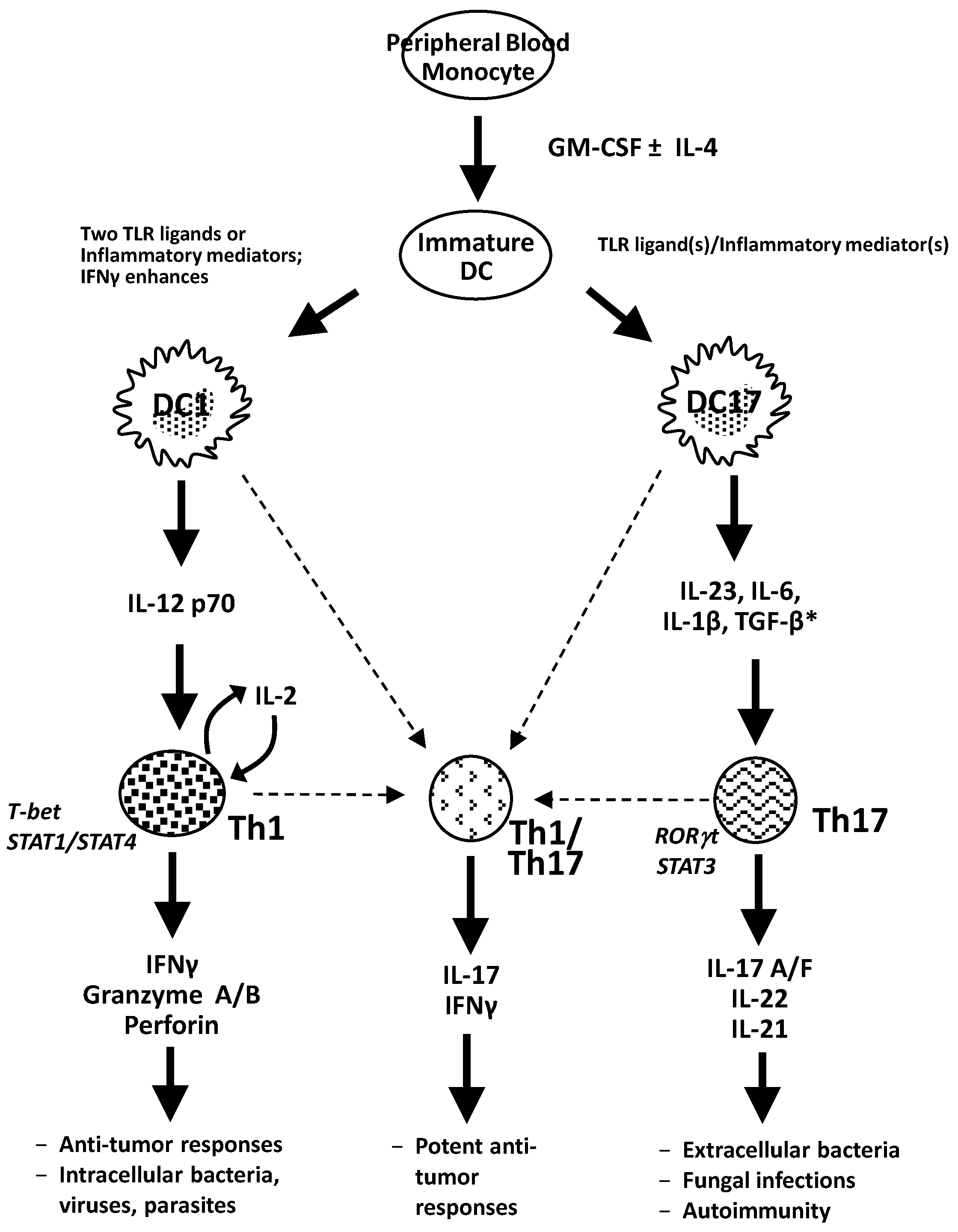 Vaccines 01 00527 g001