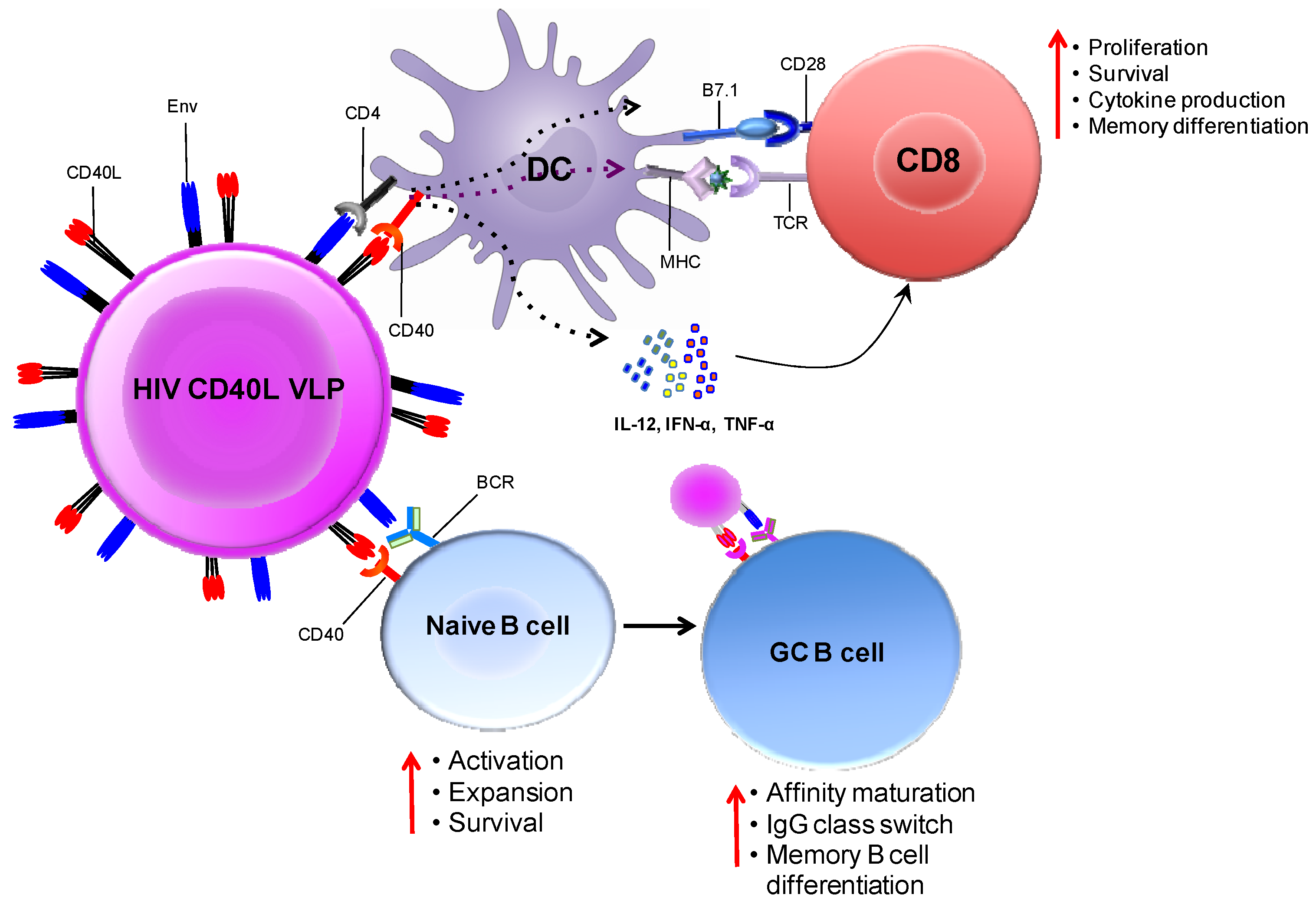 Вич новости на сегодня вакцина. Cd40 Рецептор. CD 40 иммунология. Cd40 cd40l. Cd40l иммунология.