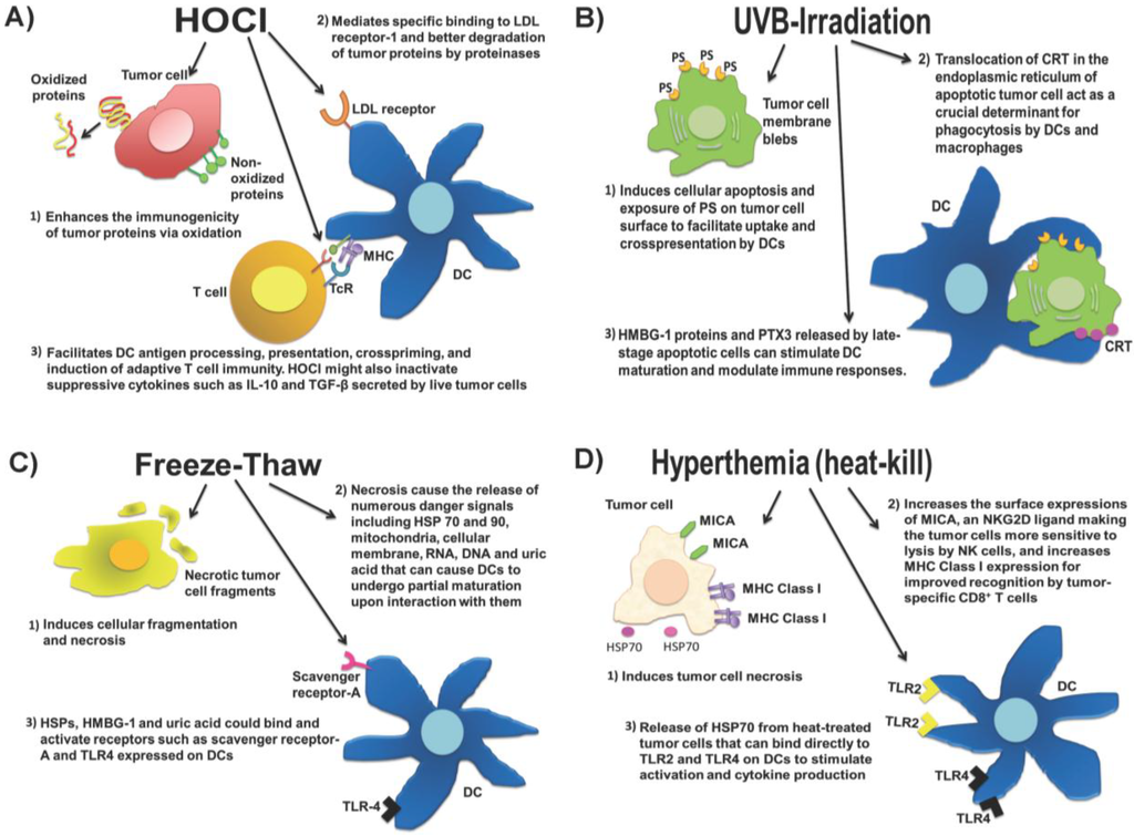 Messenger for DCs: vesicles spread tumor antigens across dendritic cell  subsets