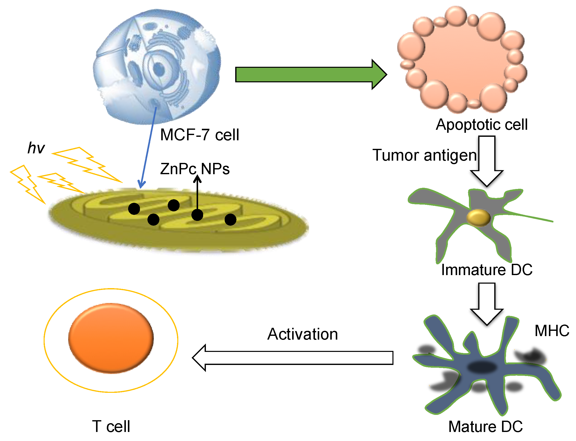 20-60代 人気ファッションブランド Mitochondrion: A Nanoparticle-Based for Target Promising その他