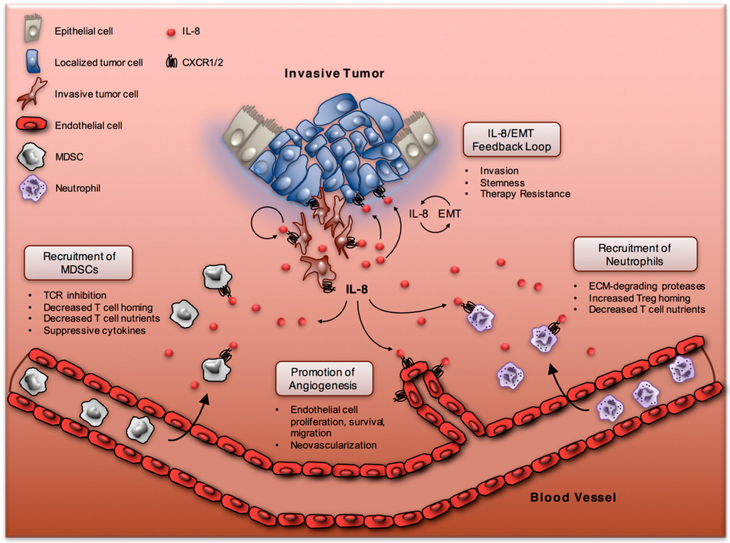 Vaccines | Free Full-Text | The IL-8/IL-8R Axis: A Double 