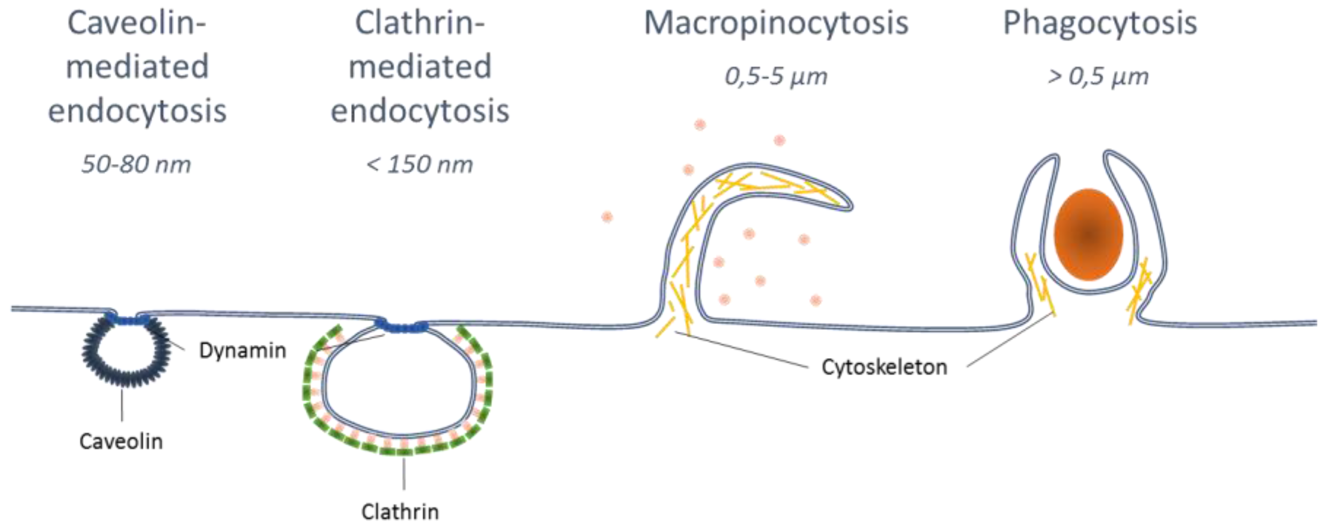 Vaccines 04 00034 g001