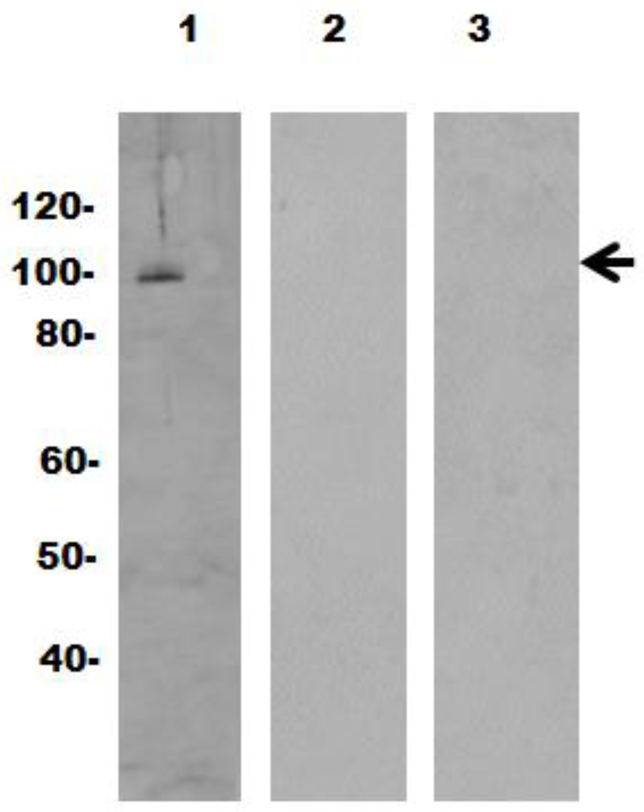 Vaccines 05 00003 g008