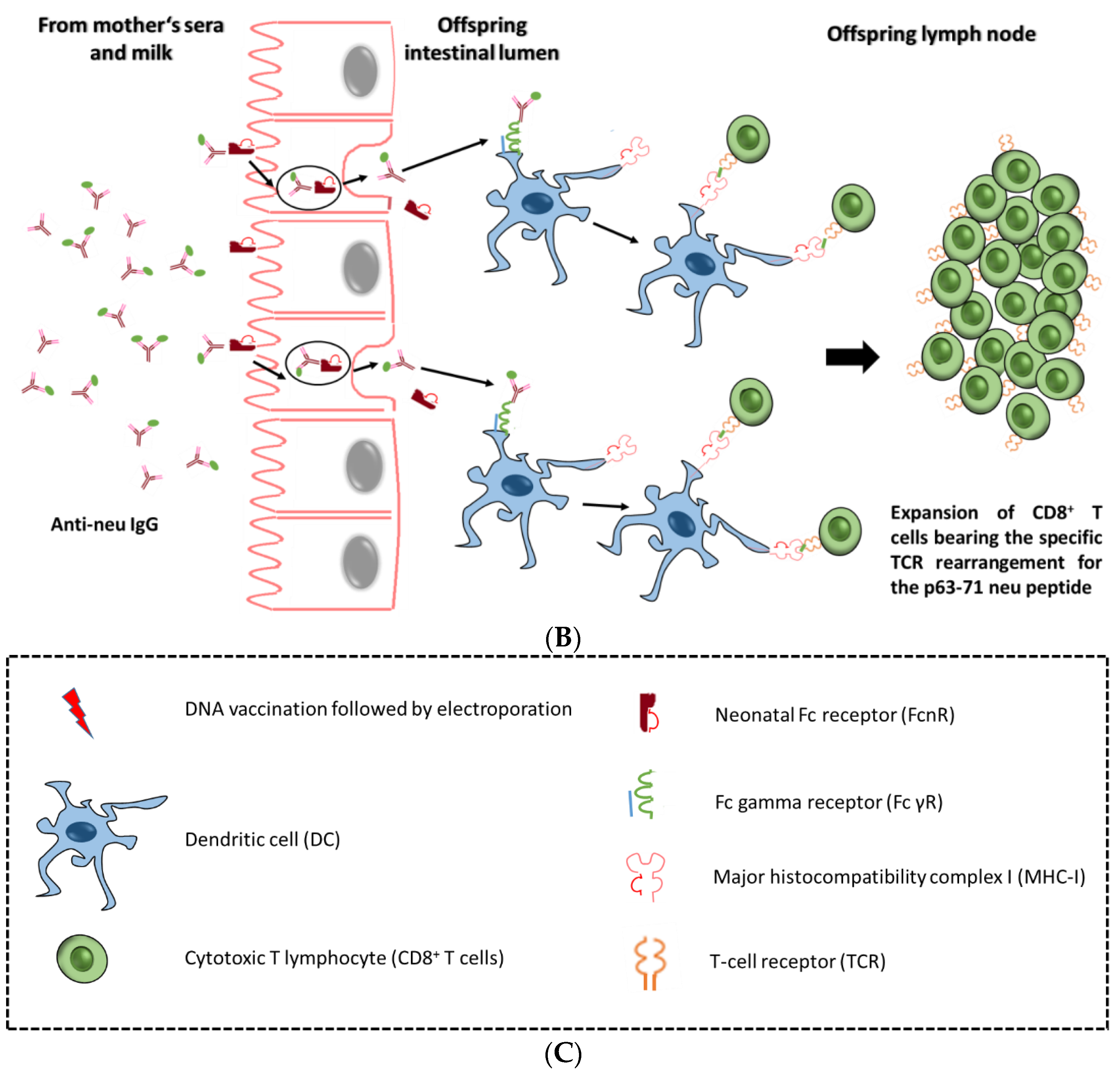 Vaccines 05 00020 g001b Vaccines 05 00020 g001b