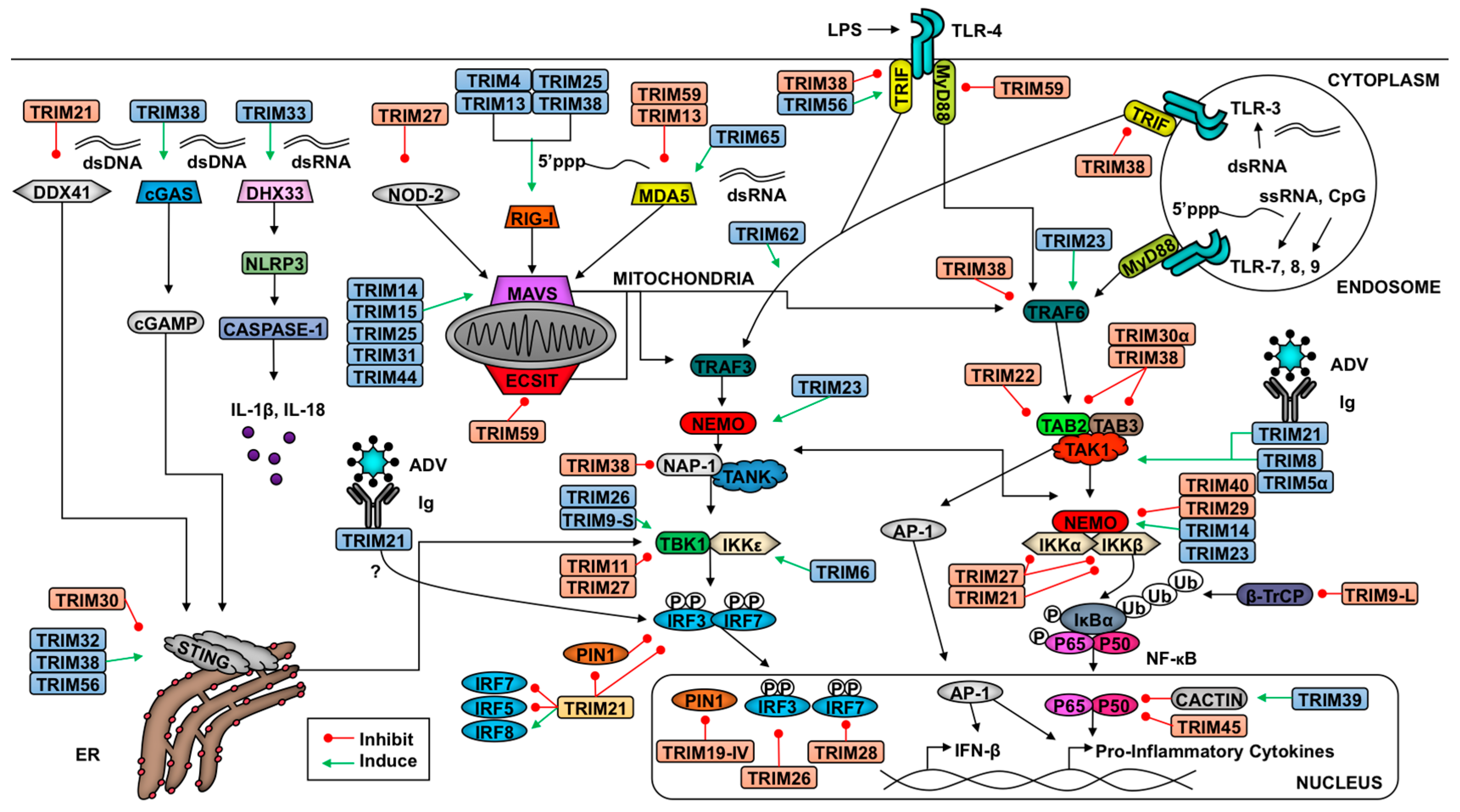 Vaccines Free Full Text The Trimendous Role Of Trims In Virus - vaccines 05 00023 g001