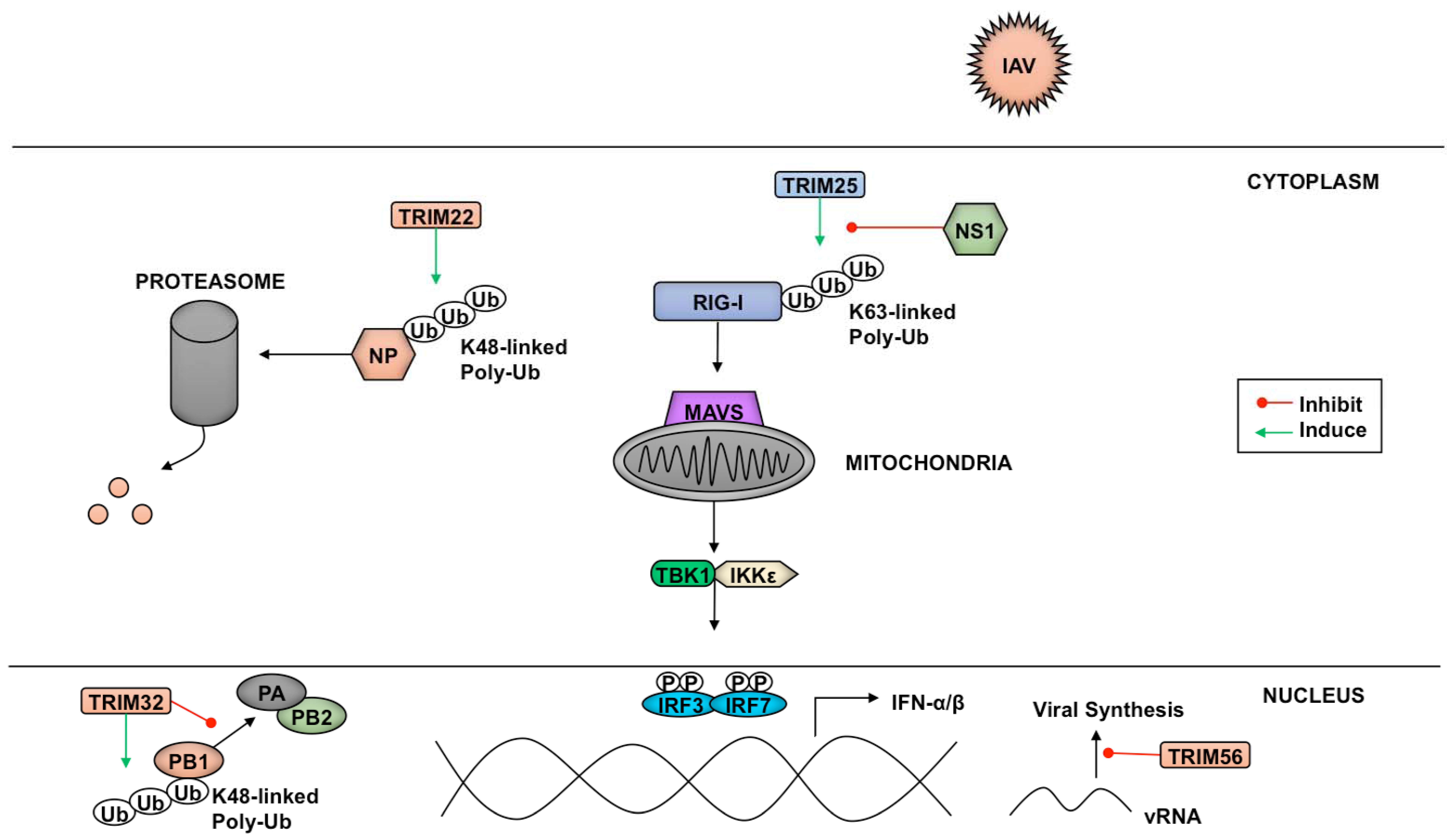 Vaccines 05 00023 g004
